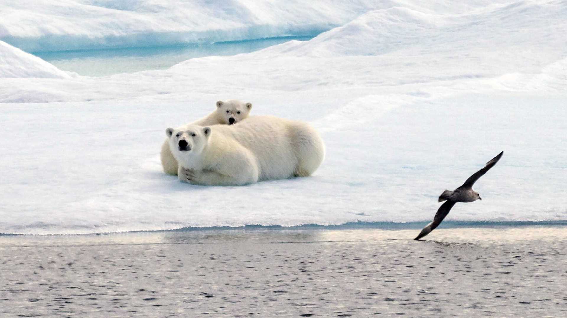 polar bear and cub