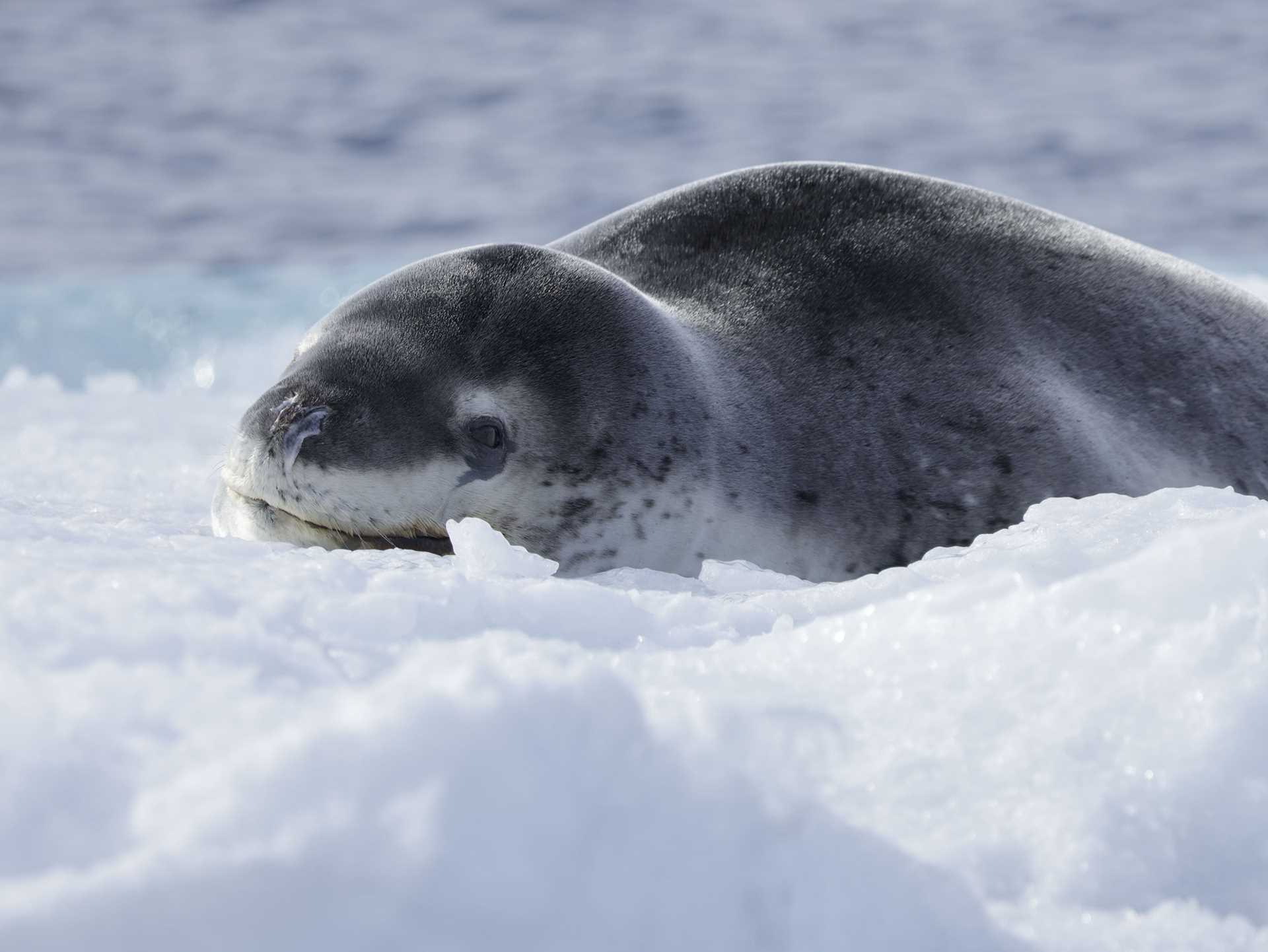 leopard seal