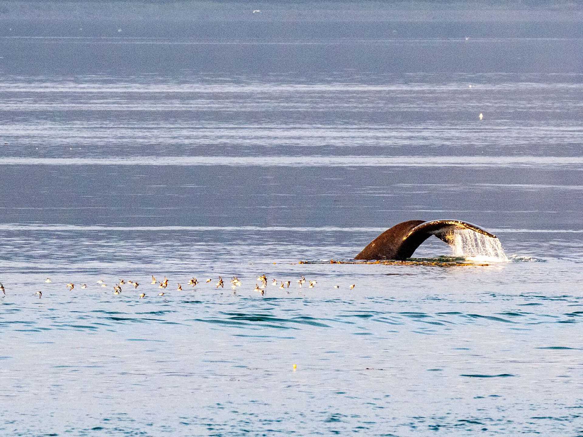 humpback whale fluke and dozens of small birds