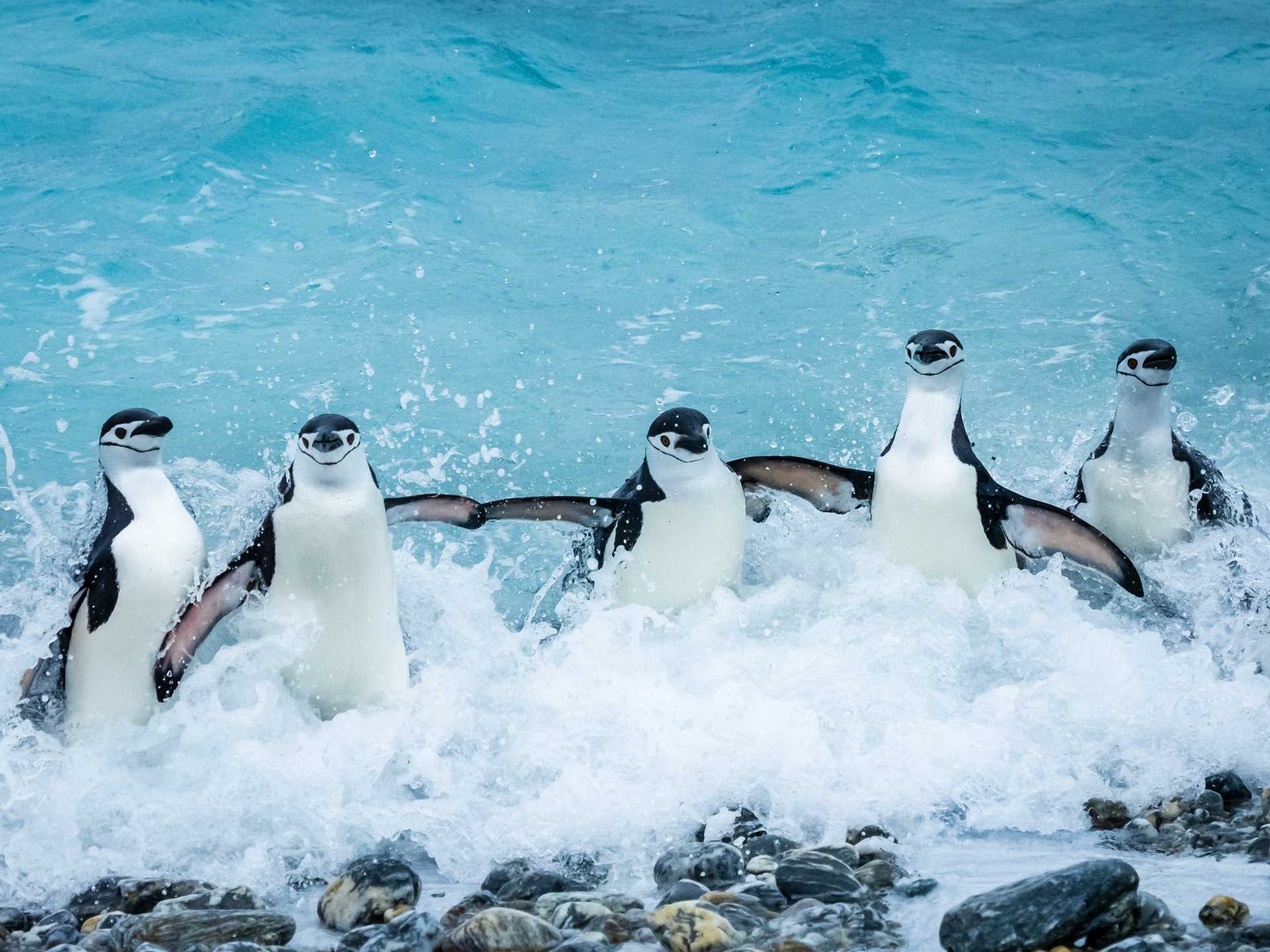 Chinstrap penguins splash in the surf on the shores of the South Orkney Islands.