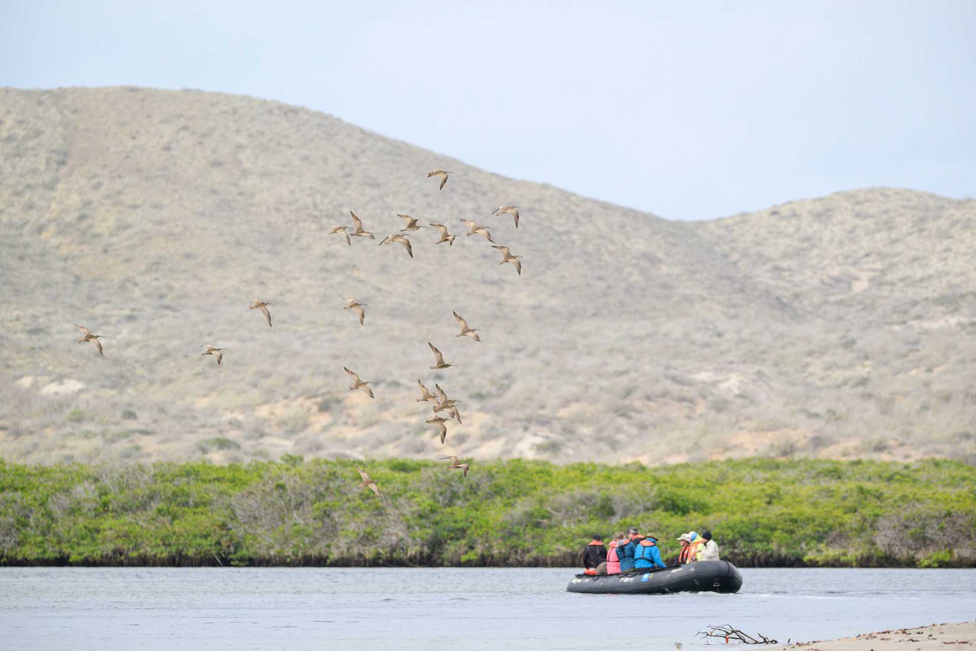 a zodiac explores whimbrel island