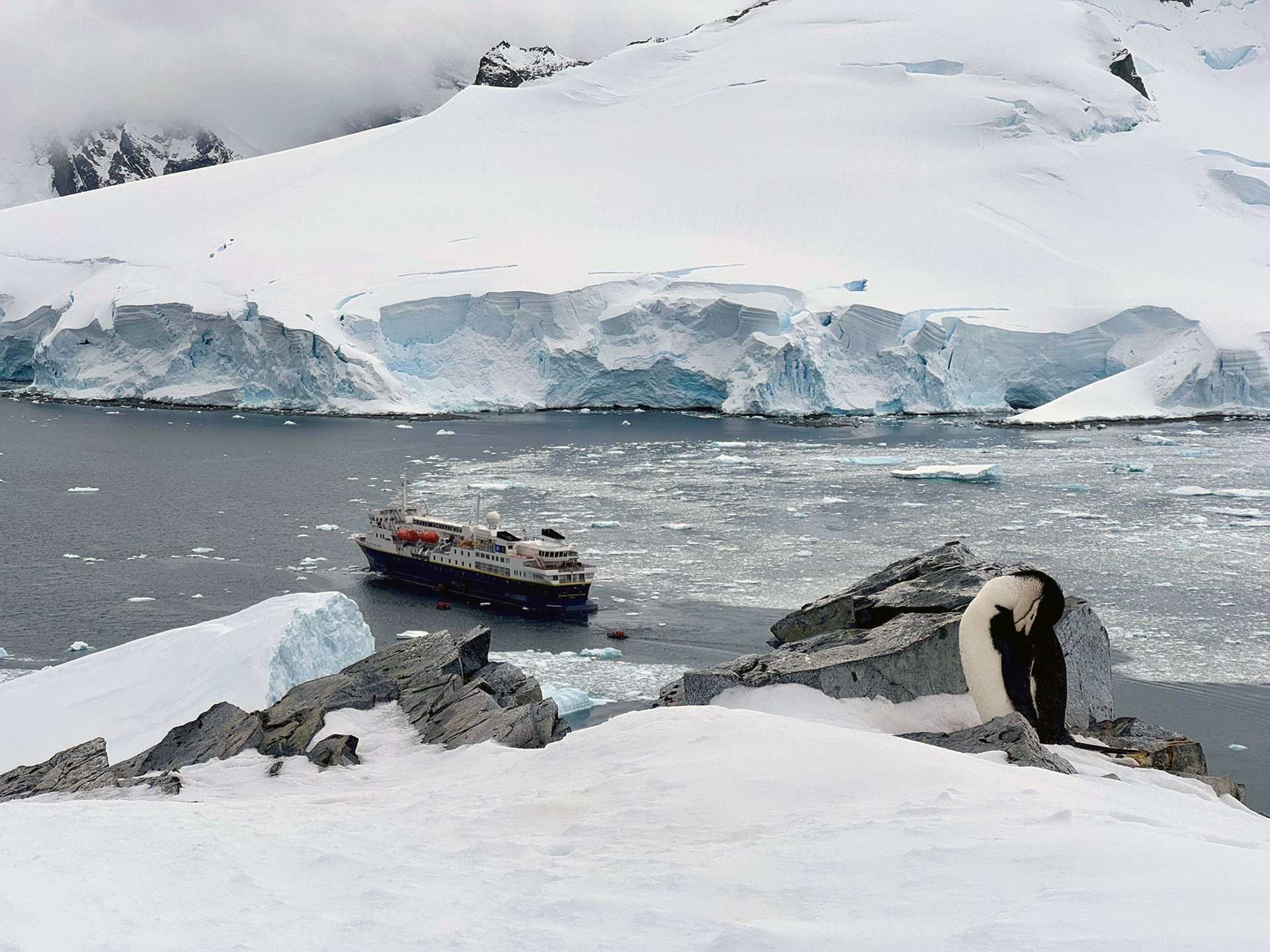 a chinstrap penguin stands on a cliff with a ship in the background