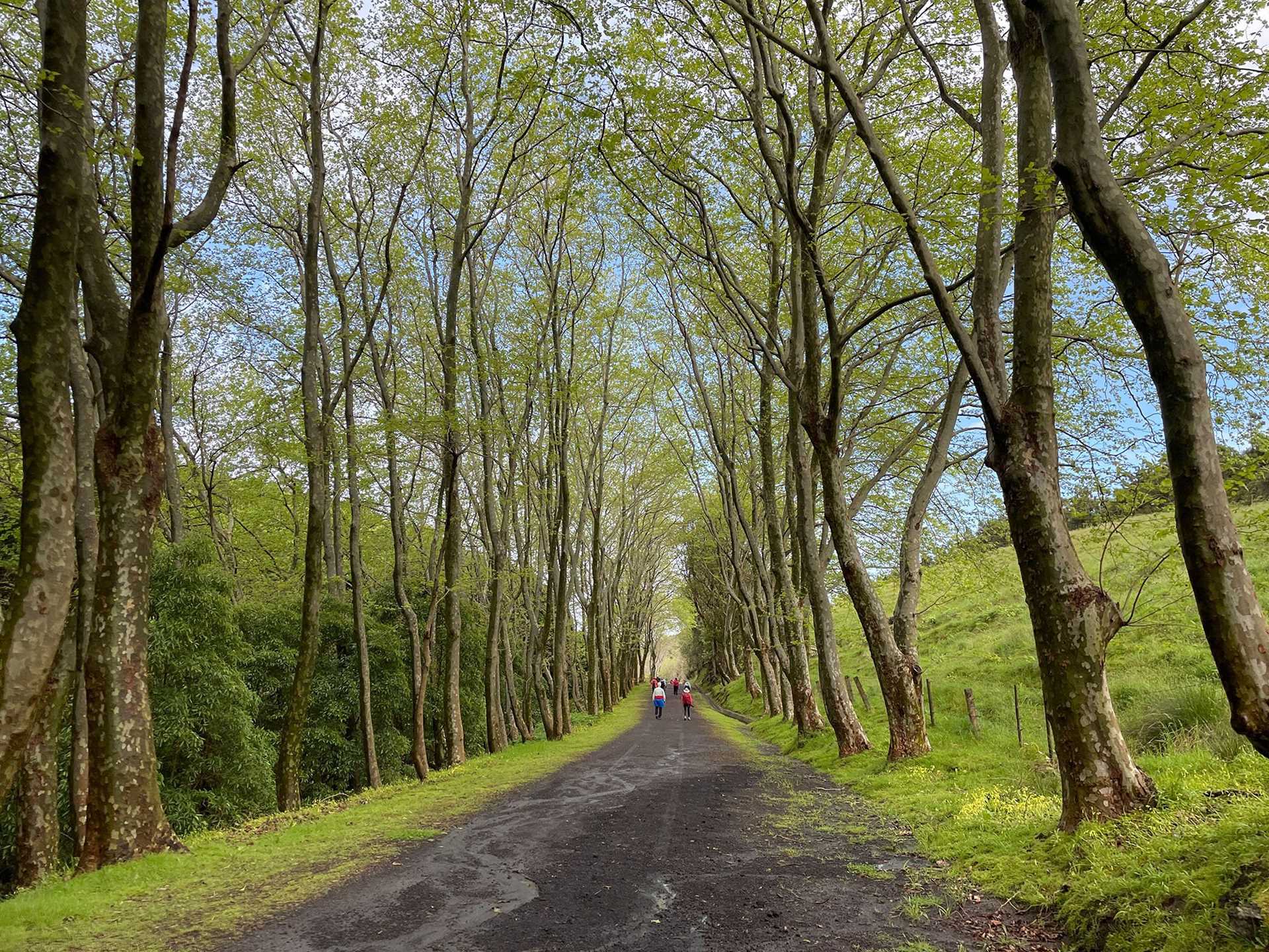 hiking path bordered by tall trees