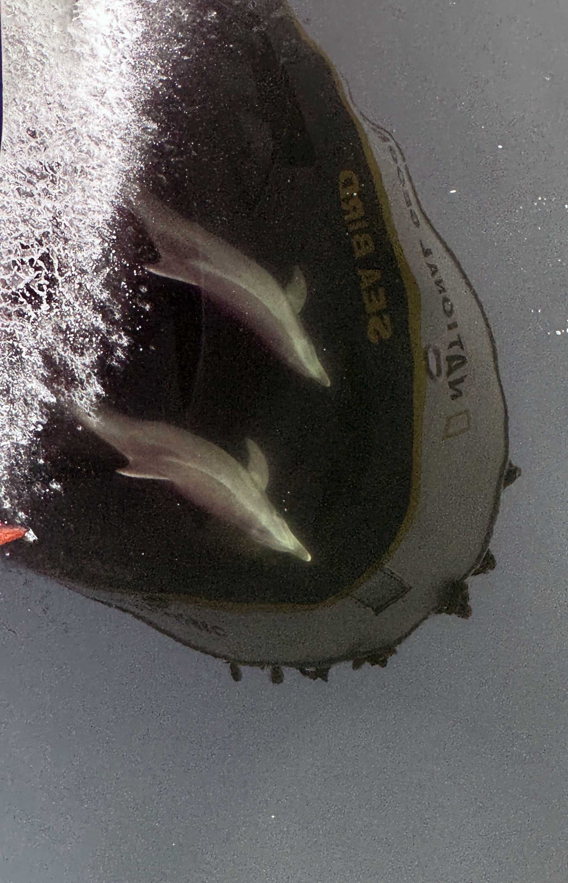 bottlenose dolphins swimming with a ship reflected in the water