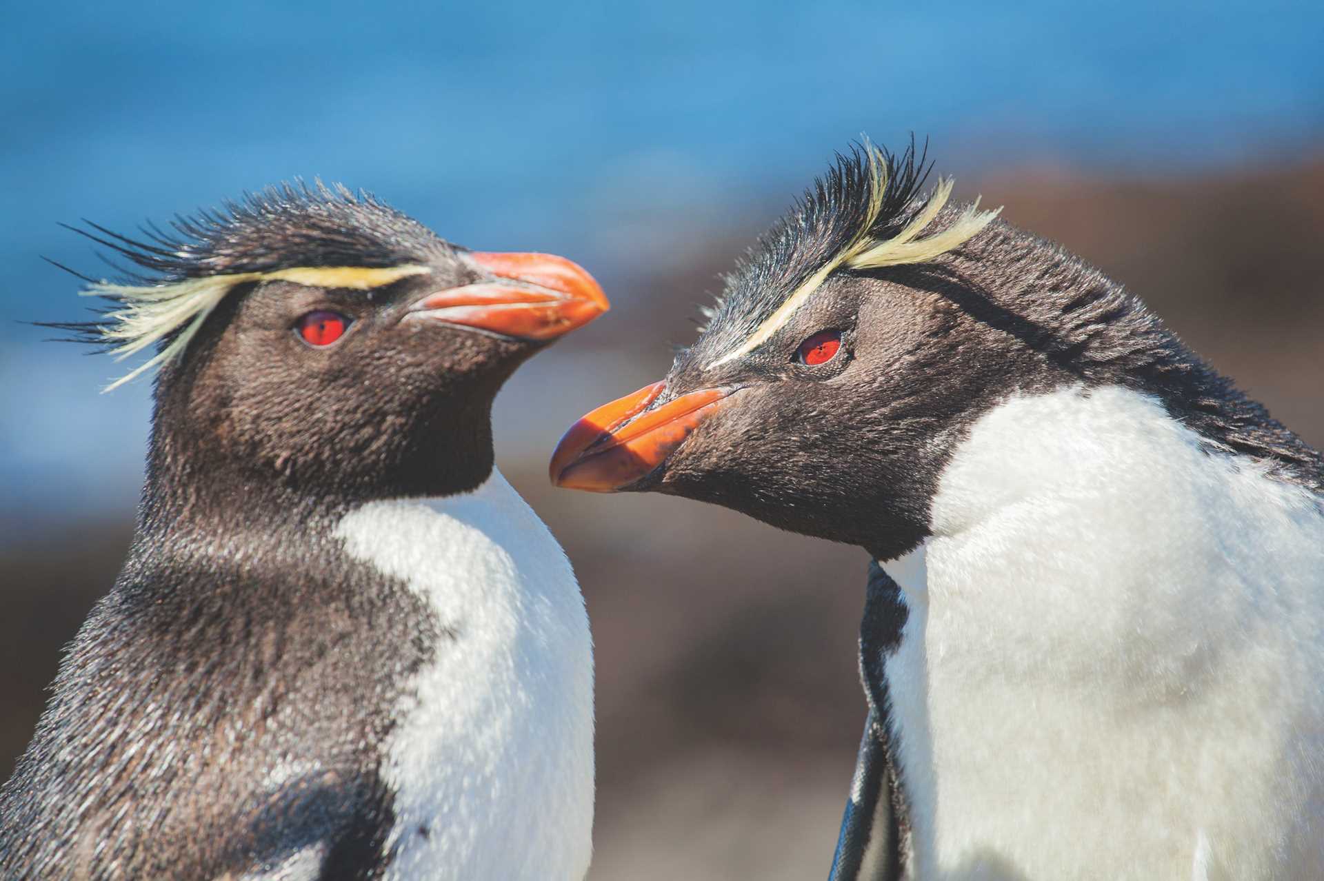 Lindblad Expeditions-Argentina Patagonia SA392.jpg