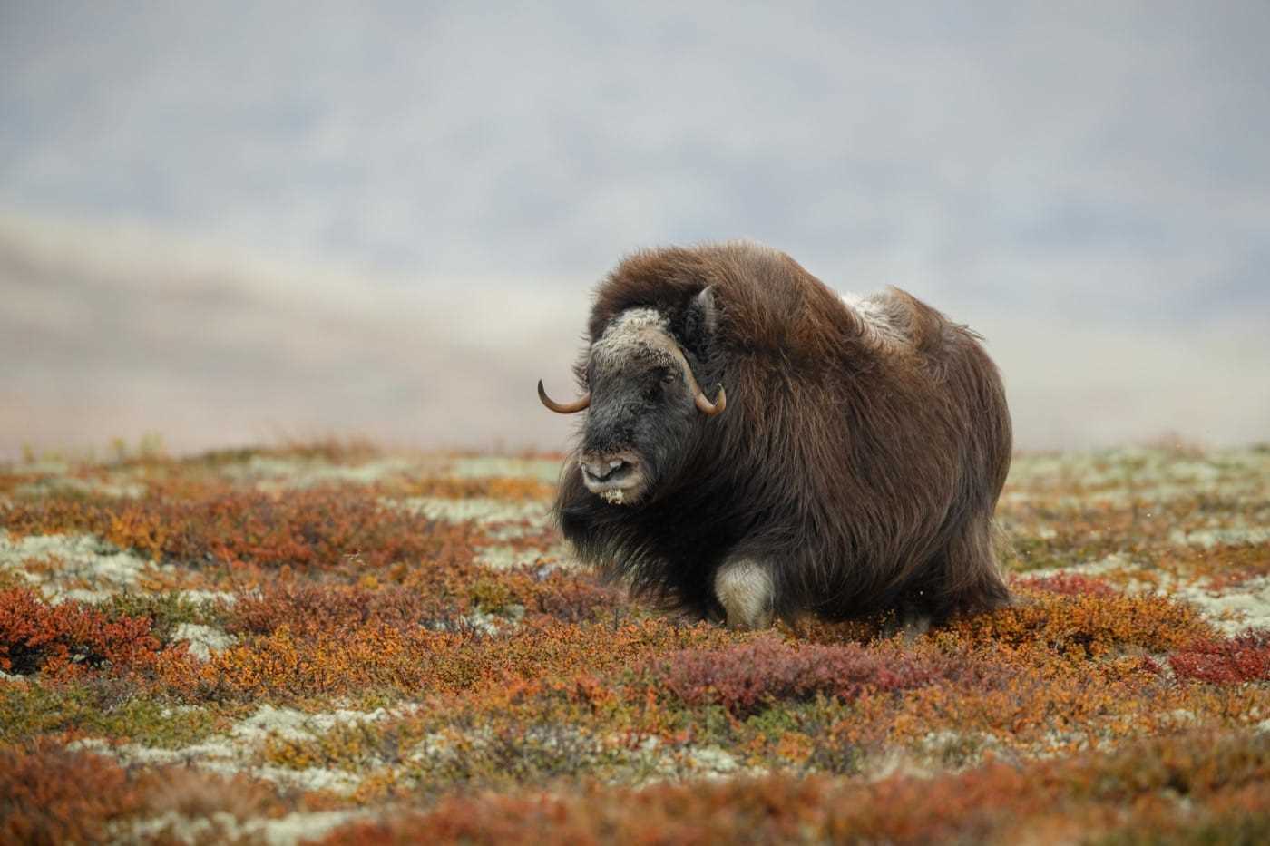 Musk Ox_iStock-1048088516.jpg