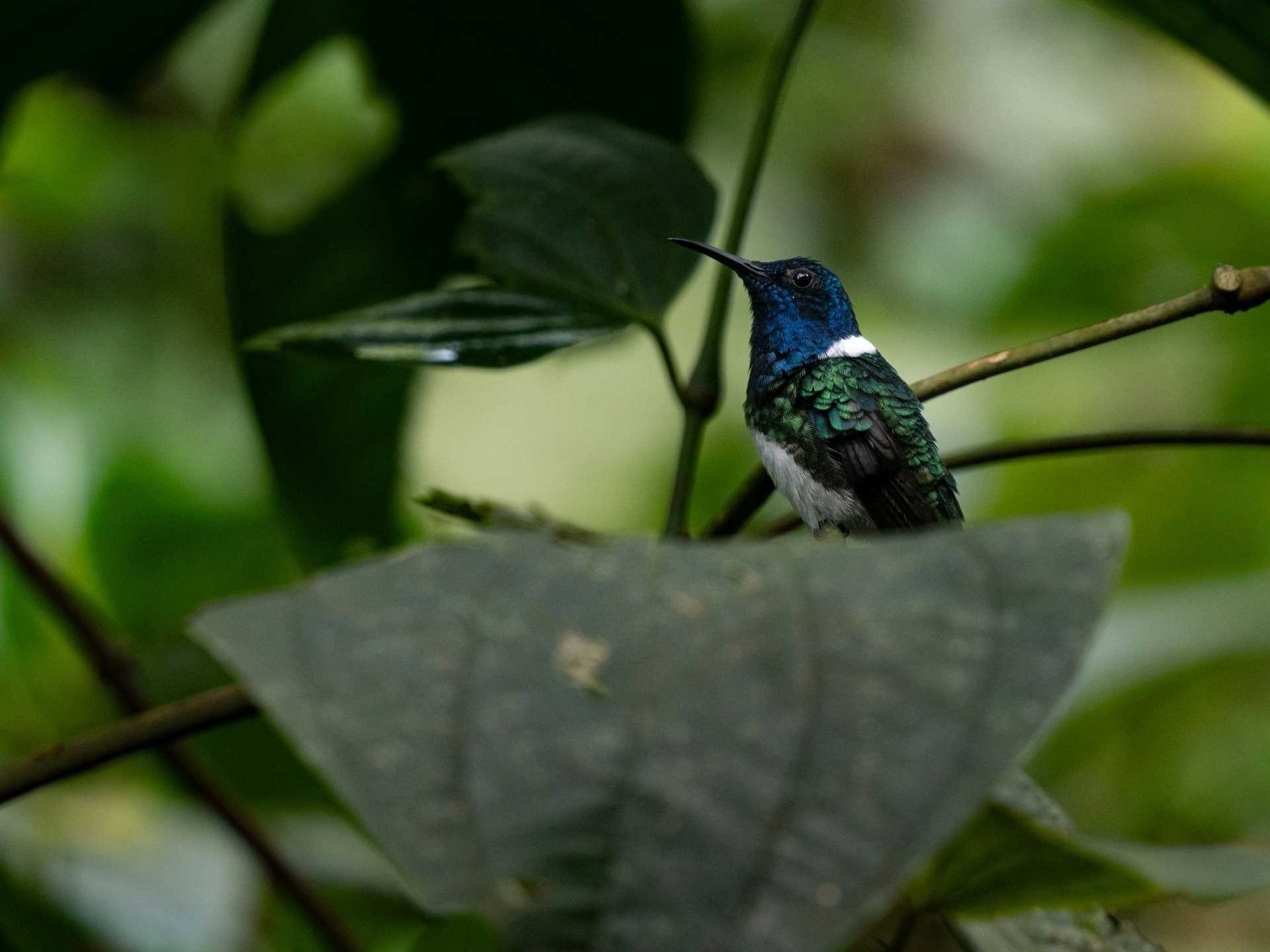 a blue hummingbird on a tree branch