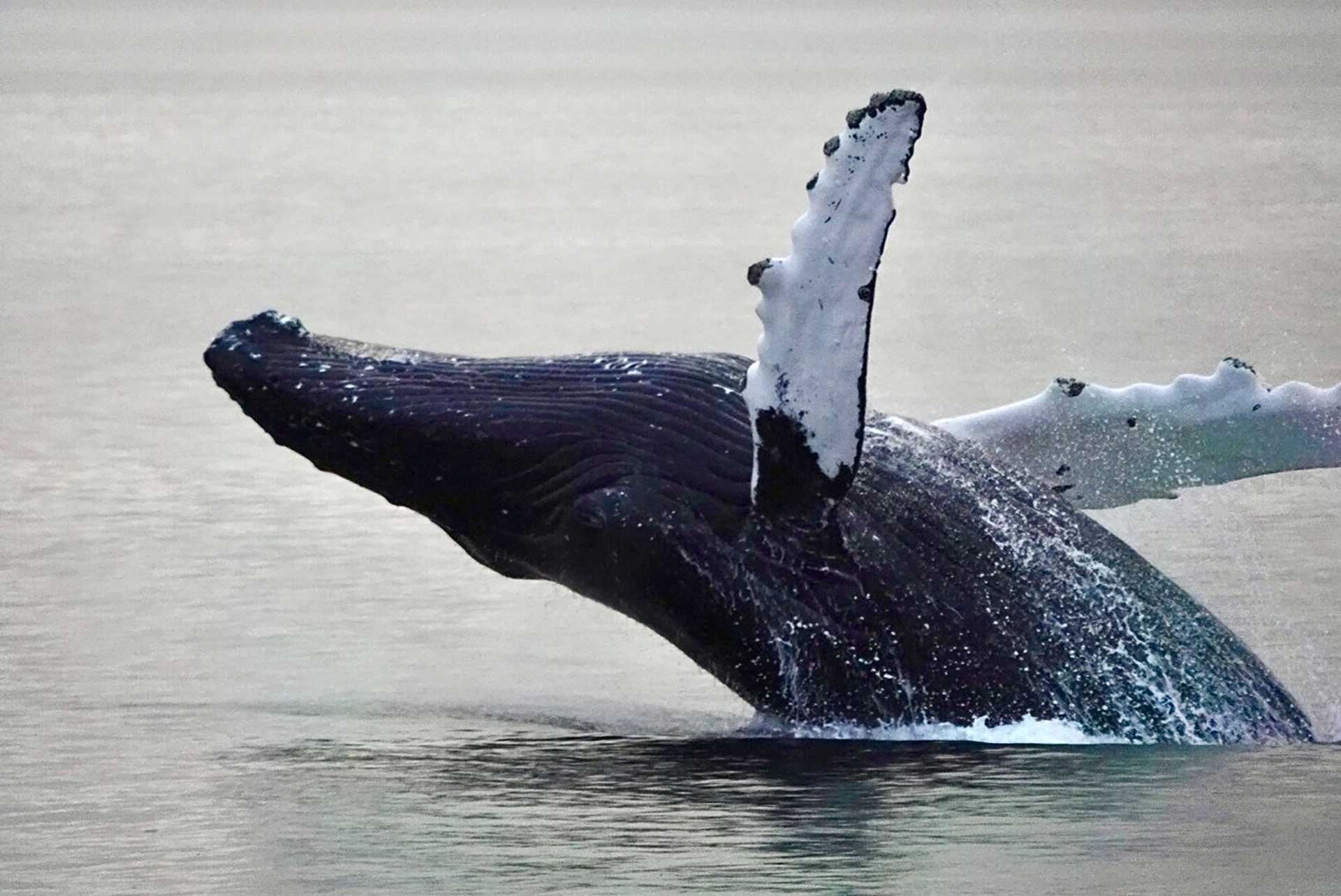 humpback whale