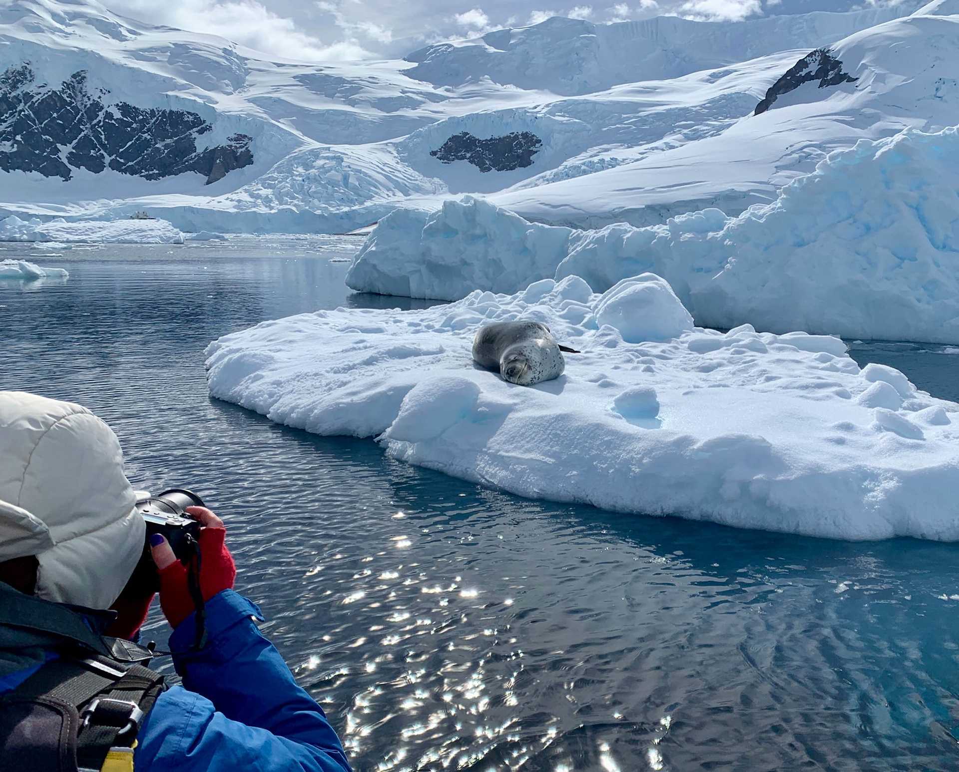 leopard seal on ice