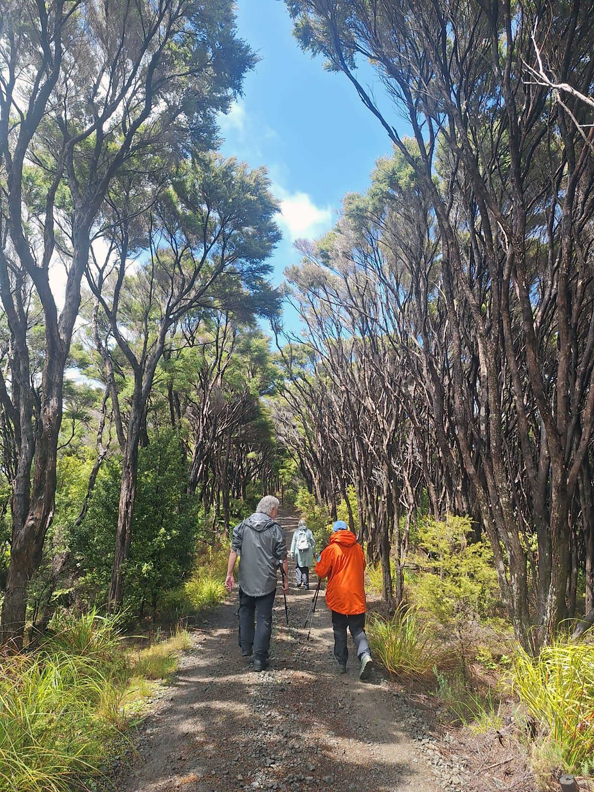 people hike in a forest in New Zealand