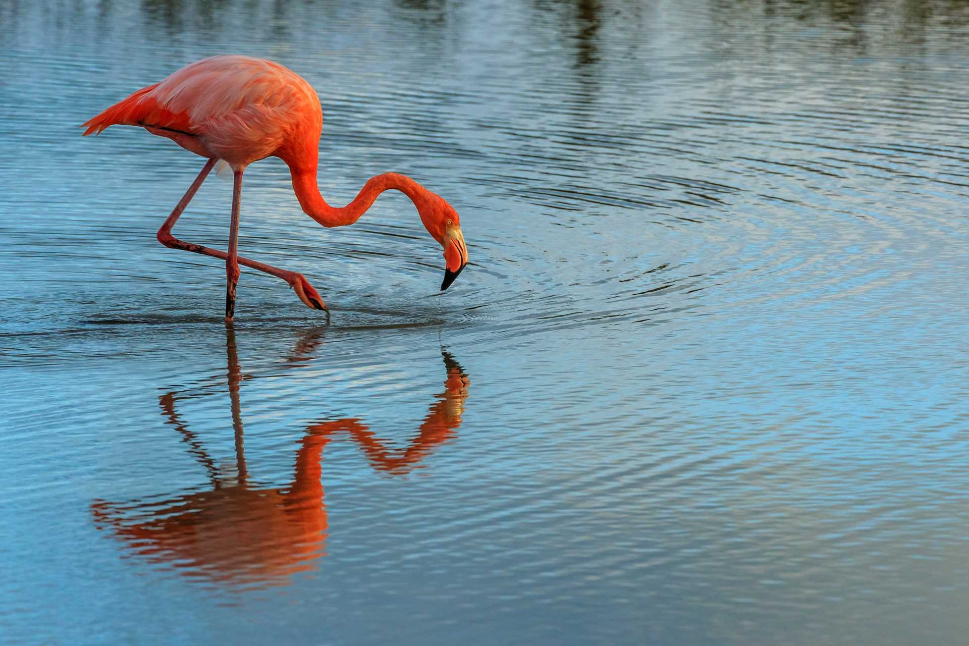 A pink flamingo stands in shallow water, Galápagos.