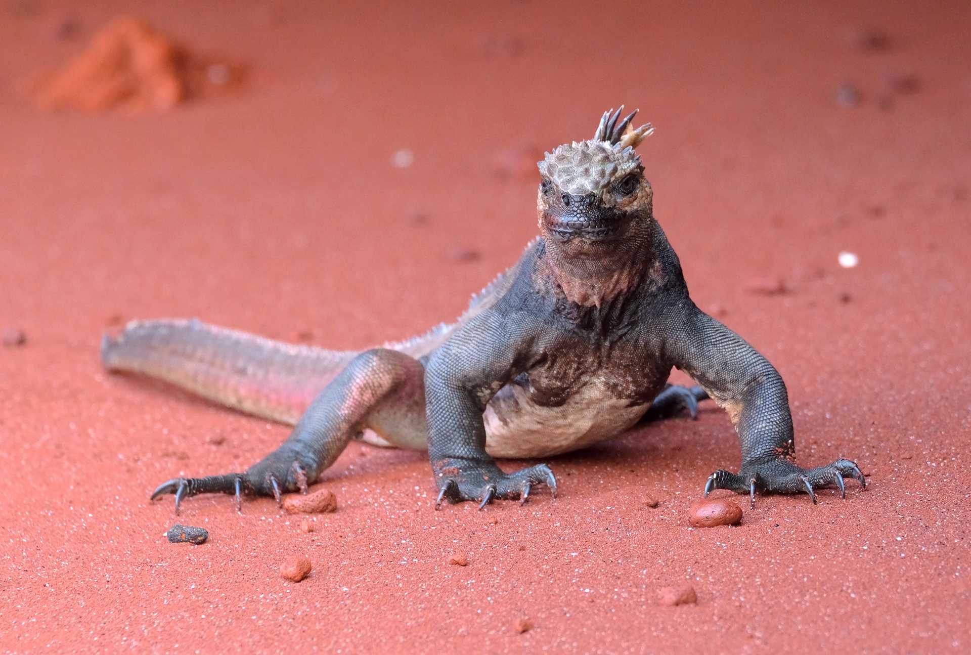 A marine iguana stands on the red sand beaches of Rabida Island, Galápagos.