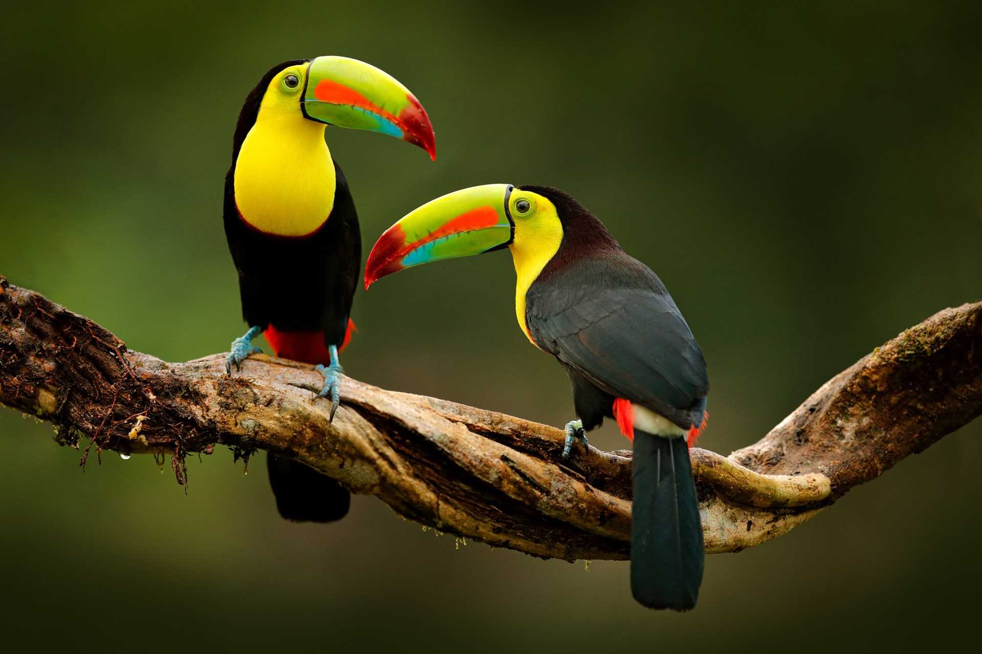 Two Keel-billed Toucans on a branch.