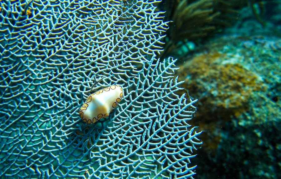 Flamingo Tongue Snail K Nesbitt.jpg