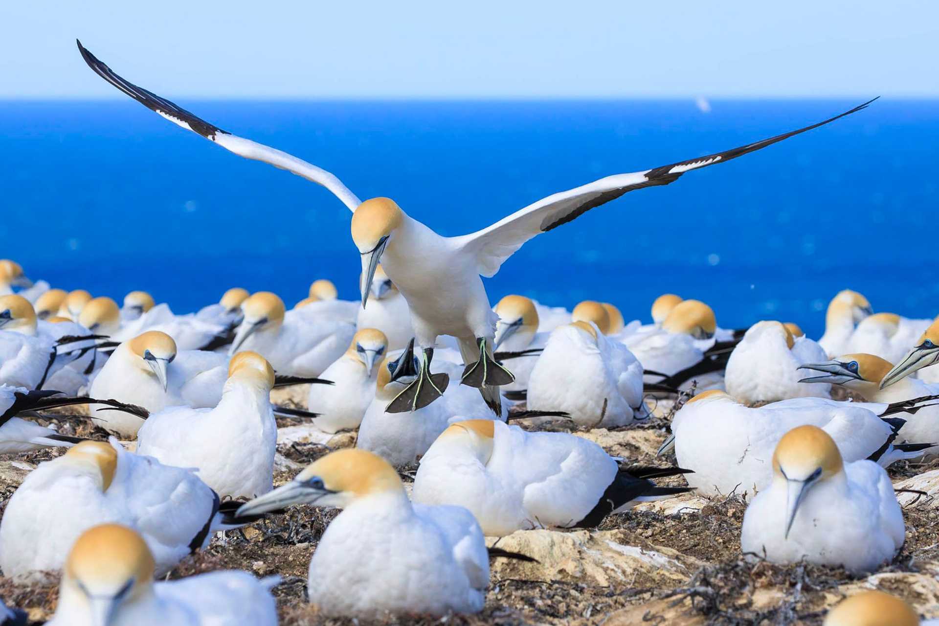 a large number of white and brown gannets