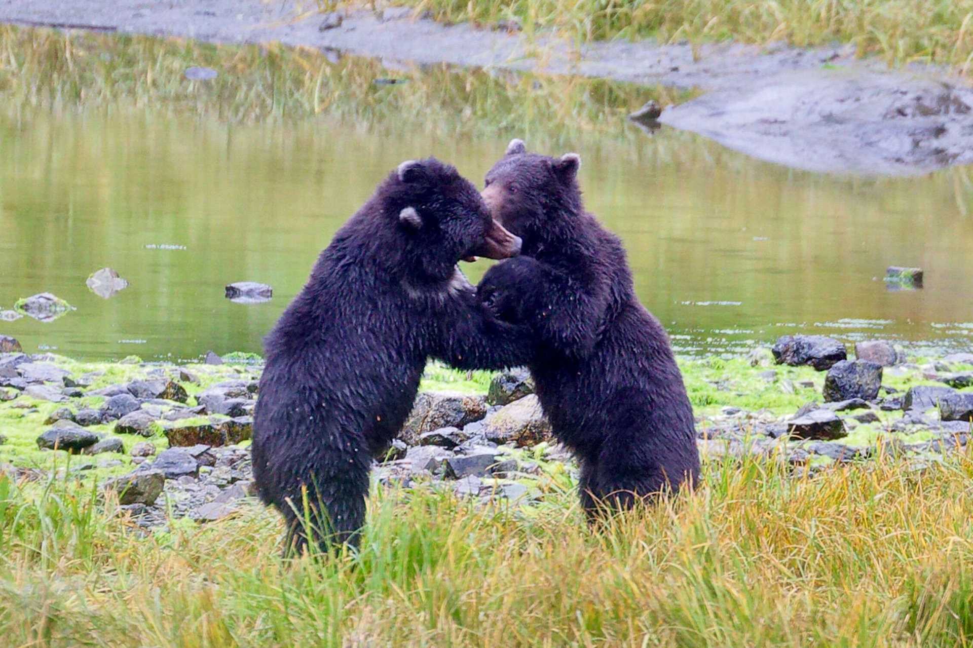 brown bear cubs