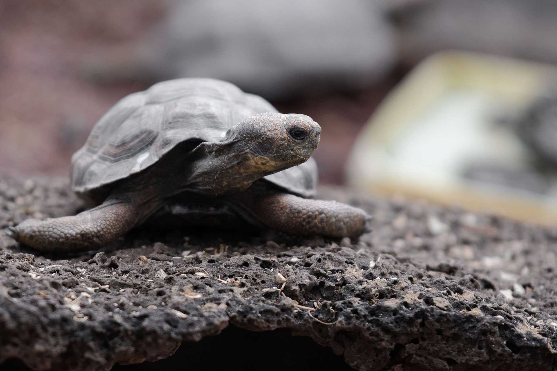 baby tortoise