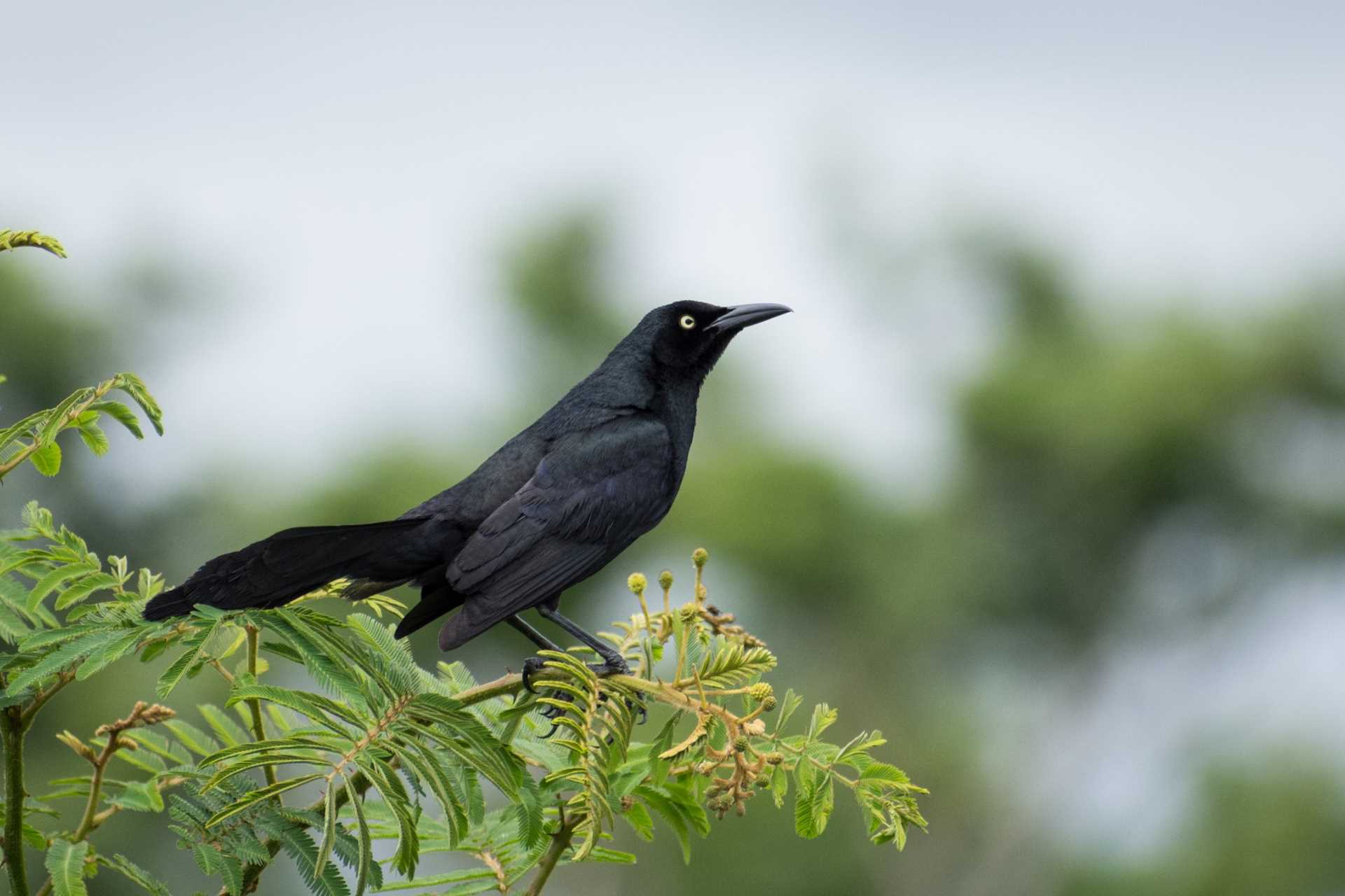 A Nicaraguan Grackle in Caño Negro Wildlife Refuge.