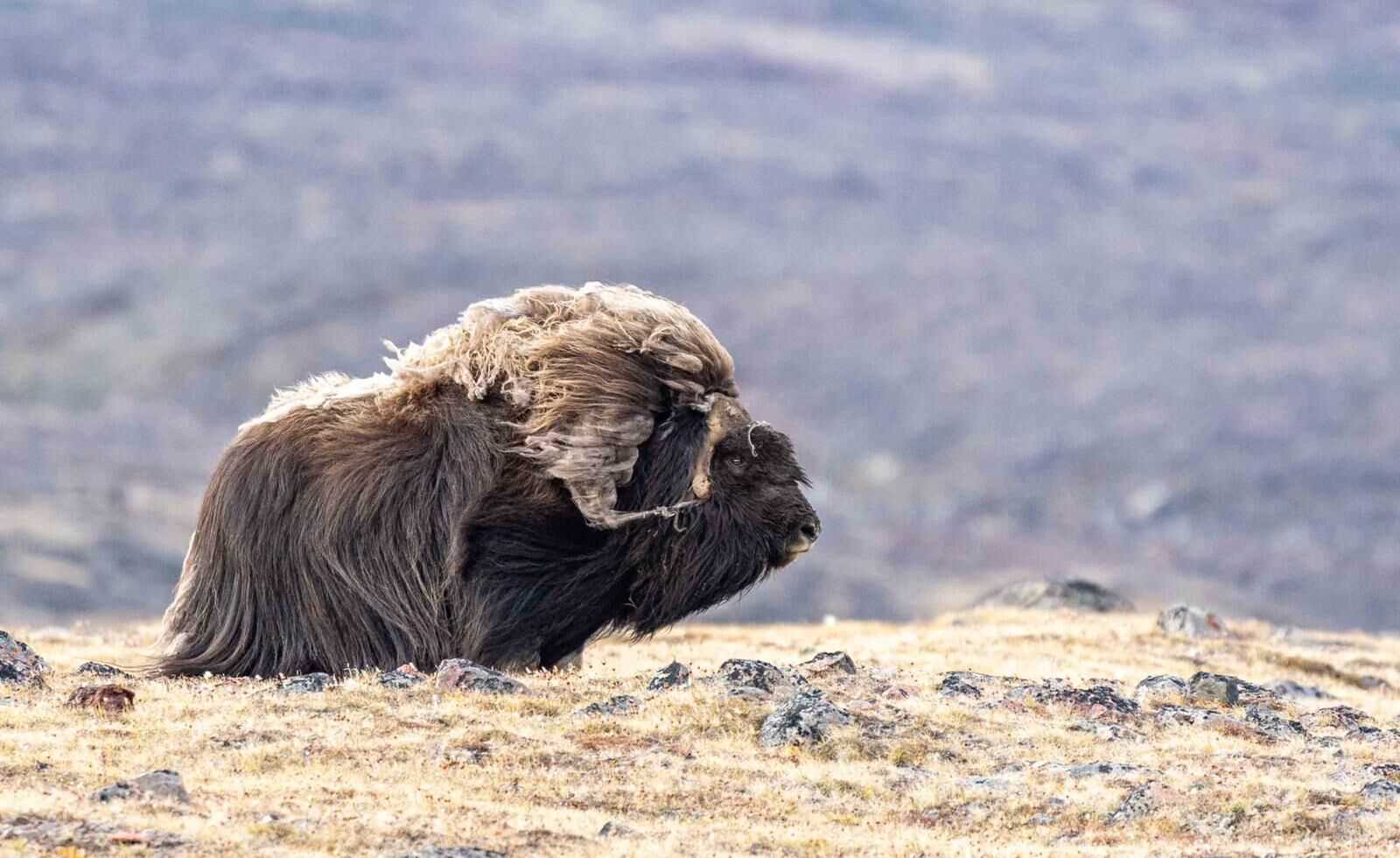 musk ox