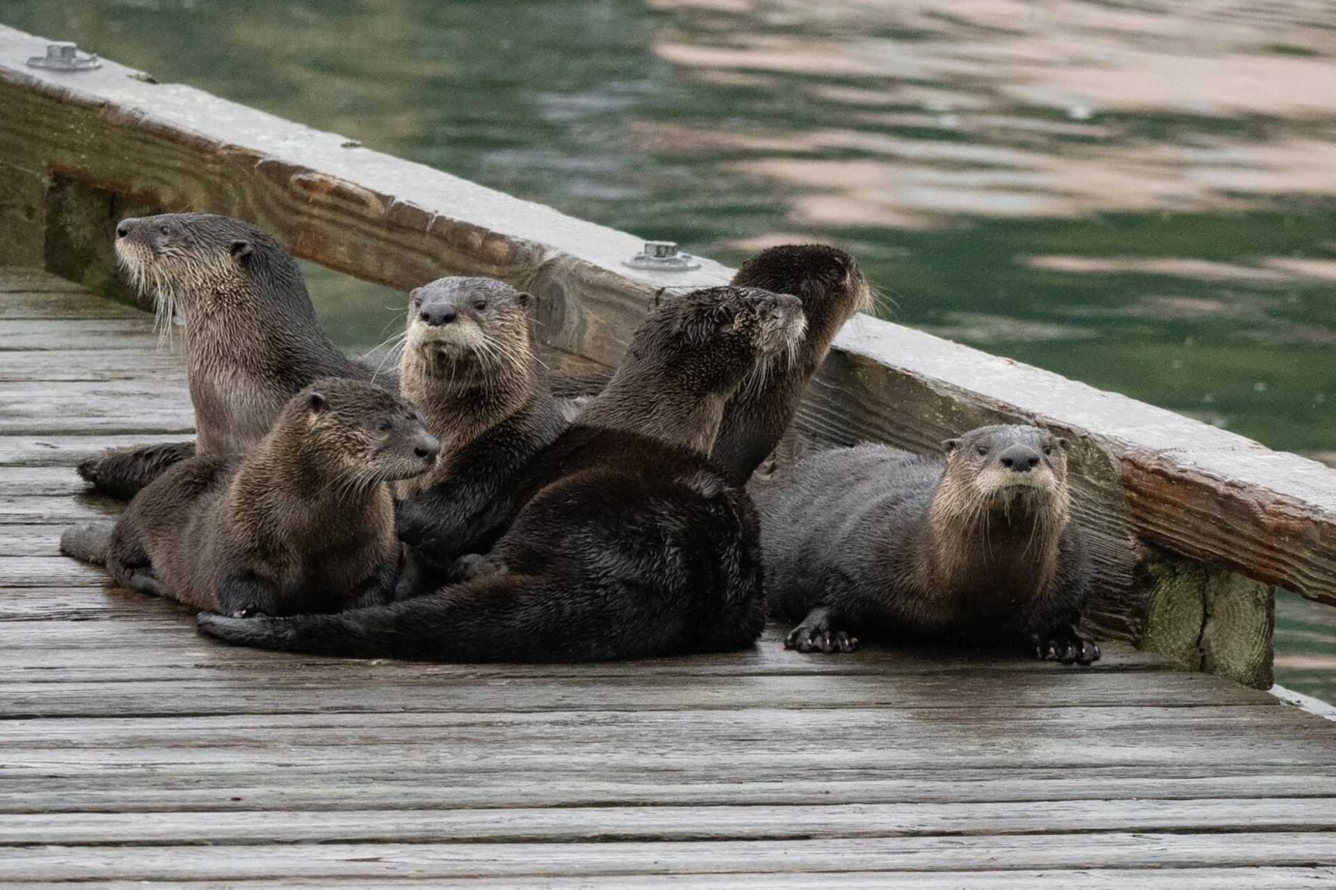 six river otters on a dock