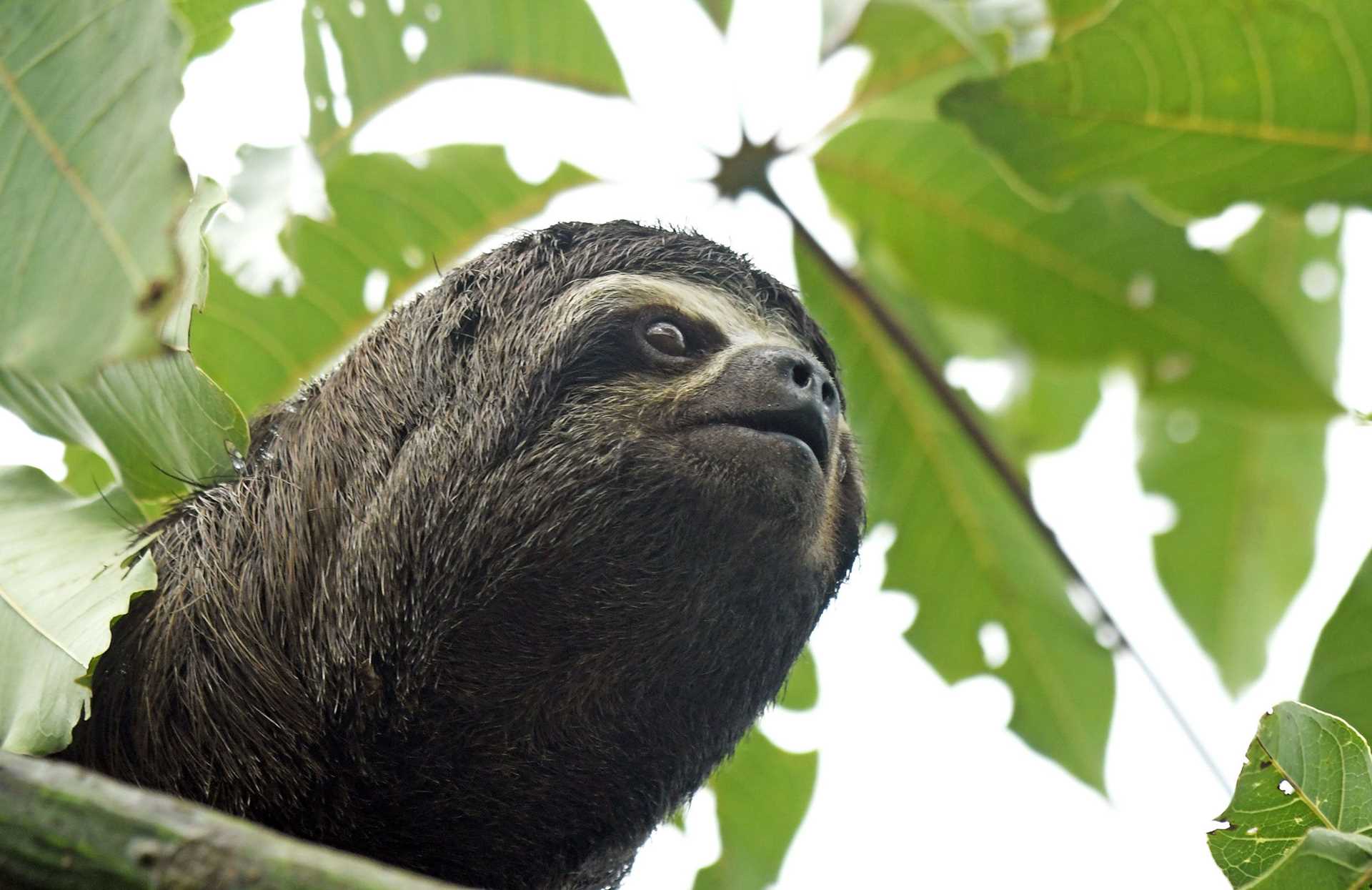 baby sloth