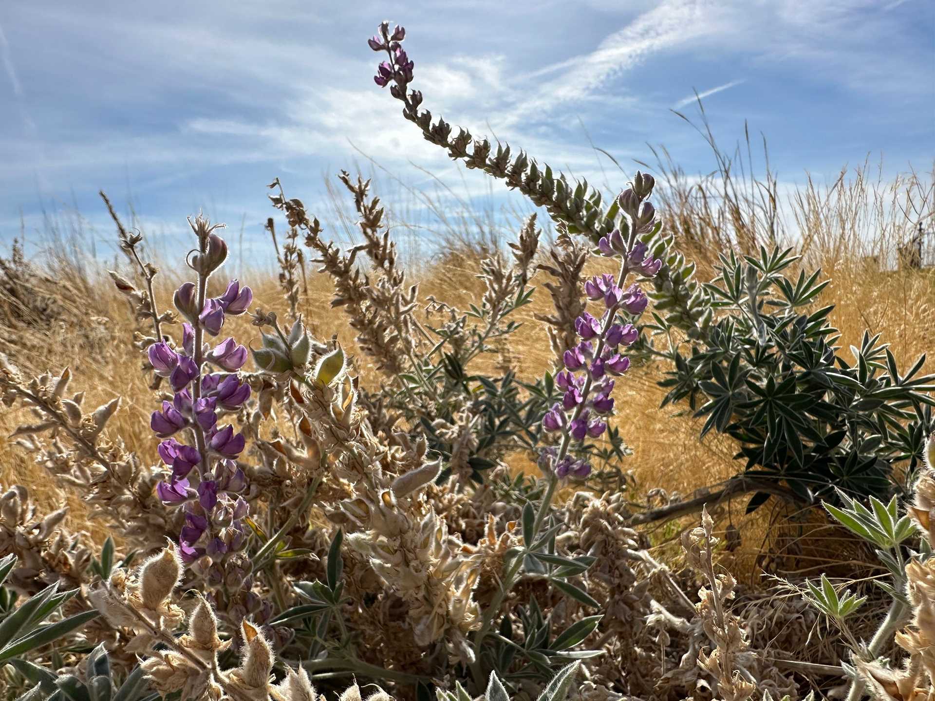 lupines in a field