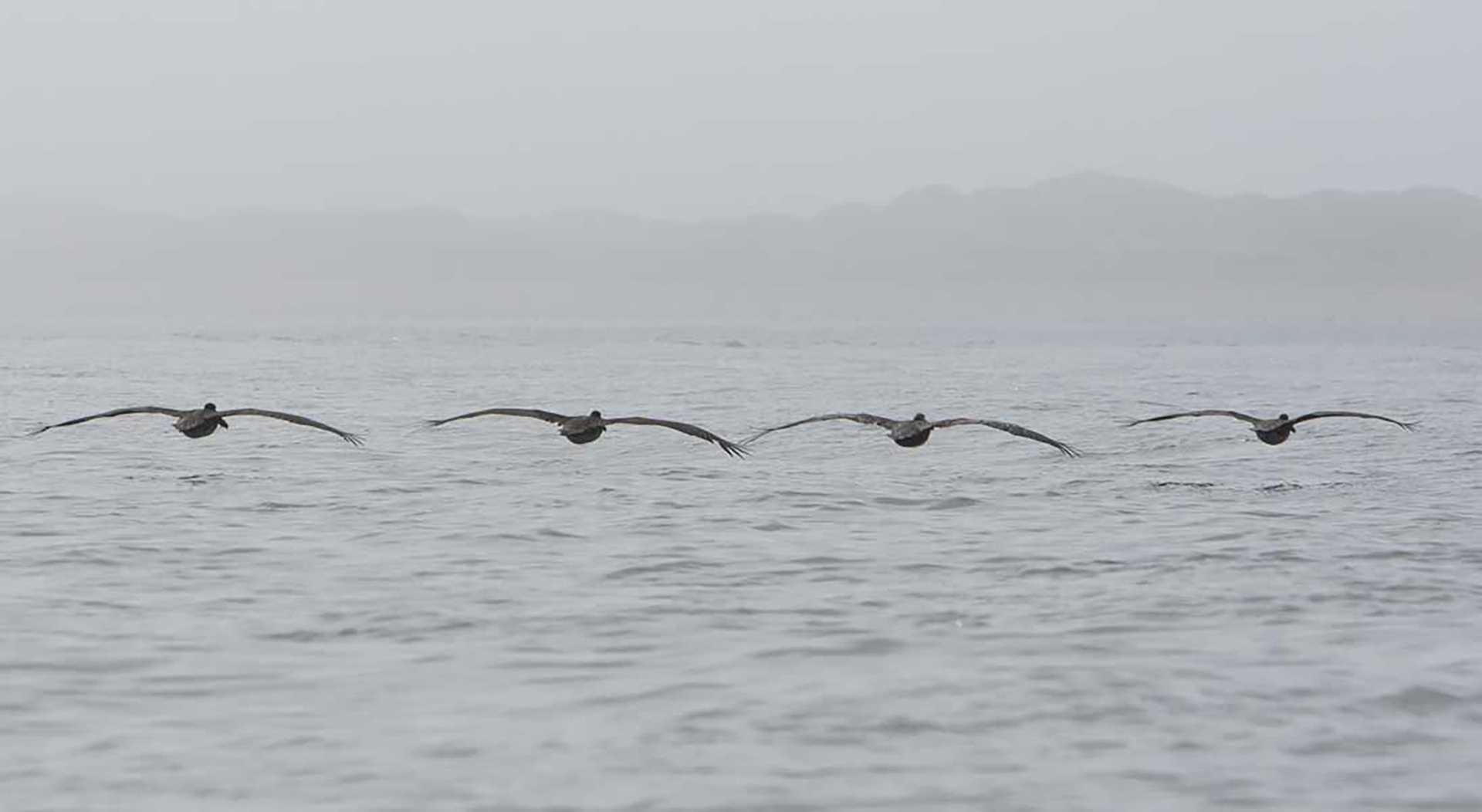 pelicans