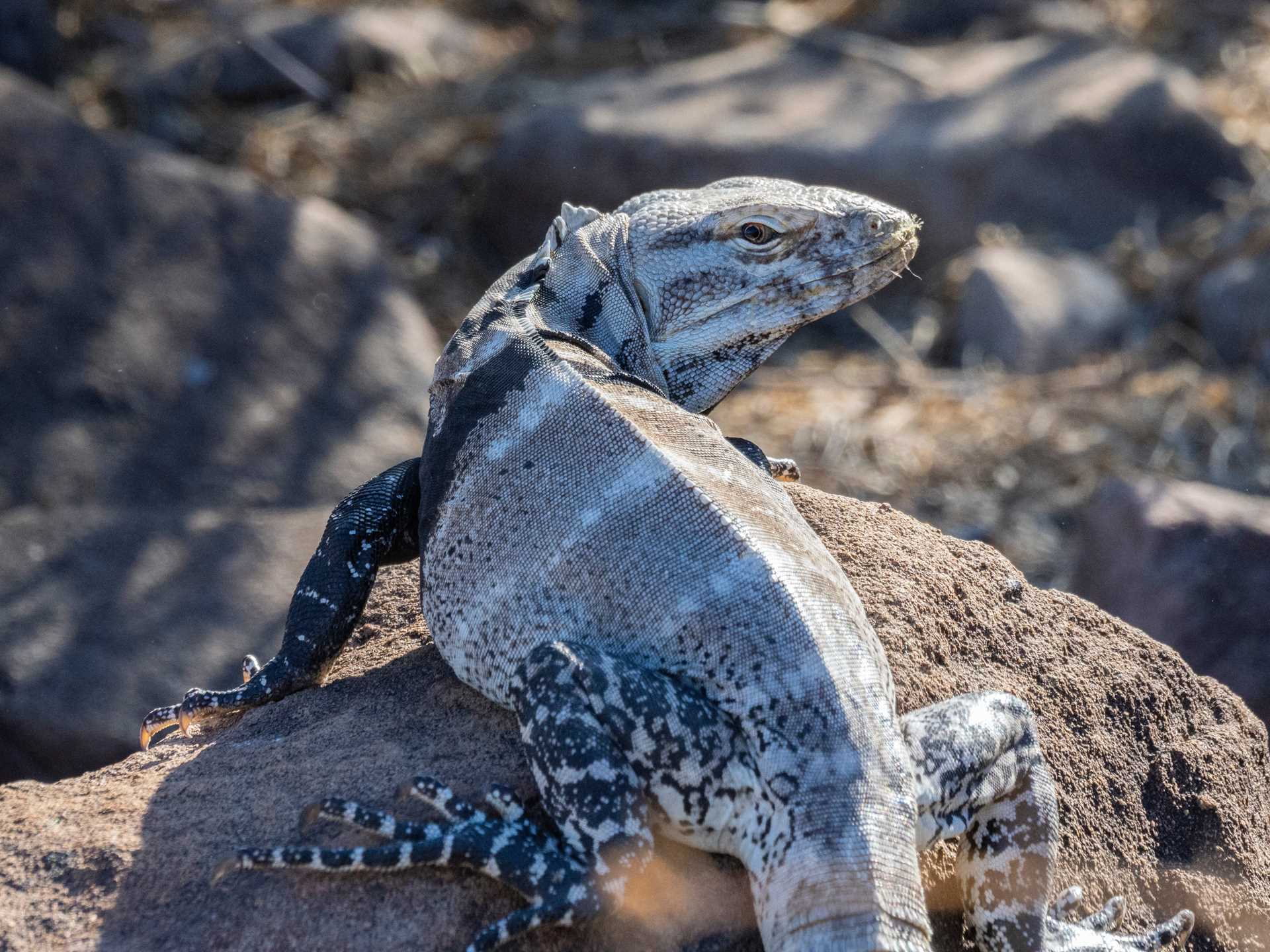 A San Esteban Spiny-tailed Iguana climbing on rocks, San Esteban Island, Sonora, Mexico.