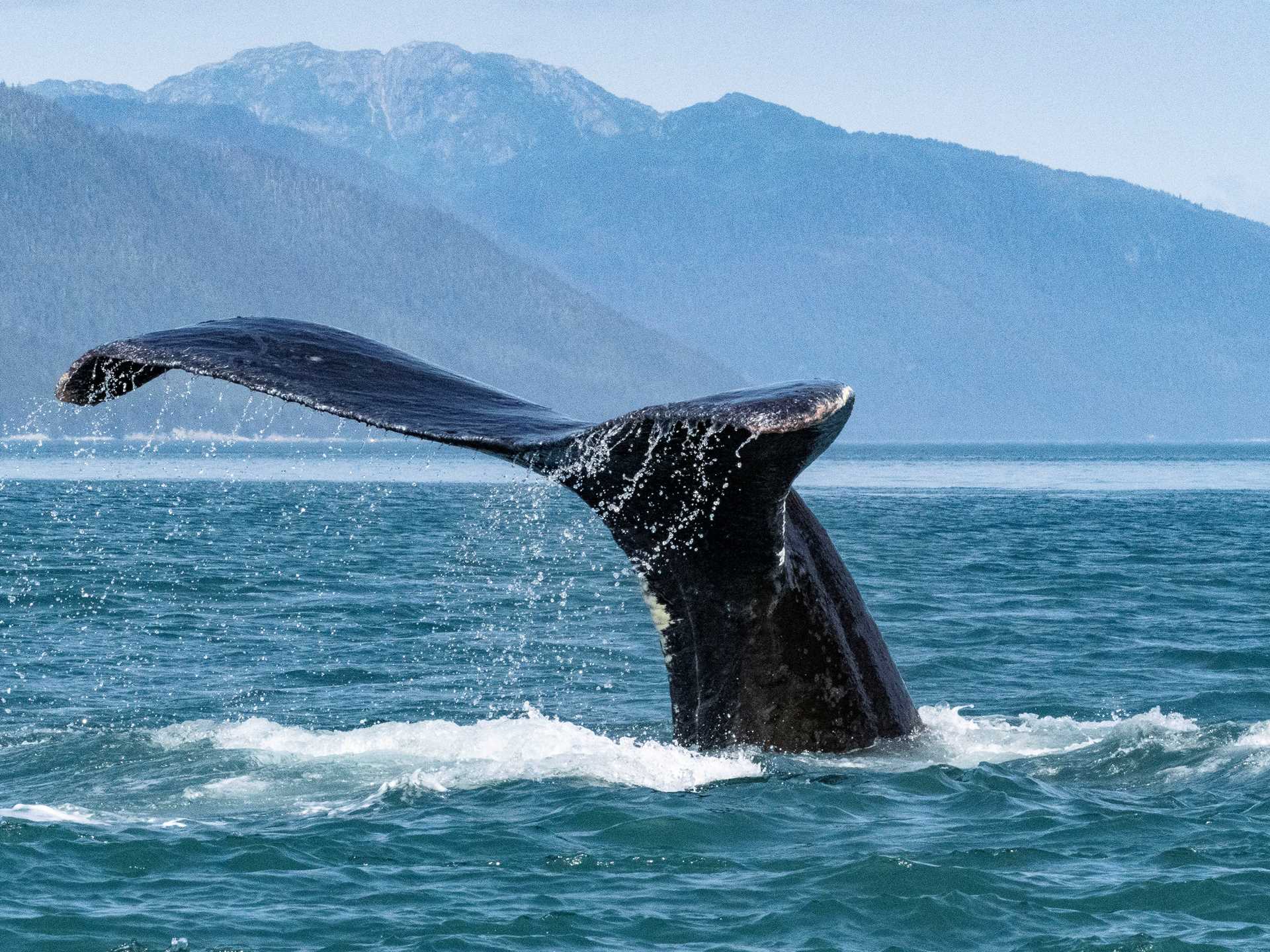 whale tail in water