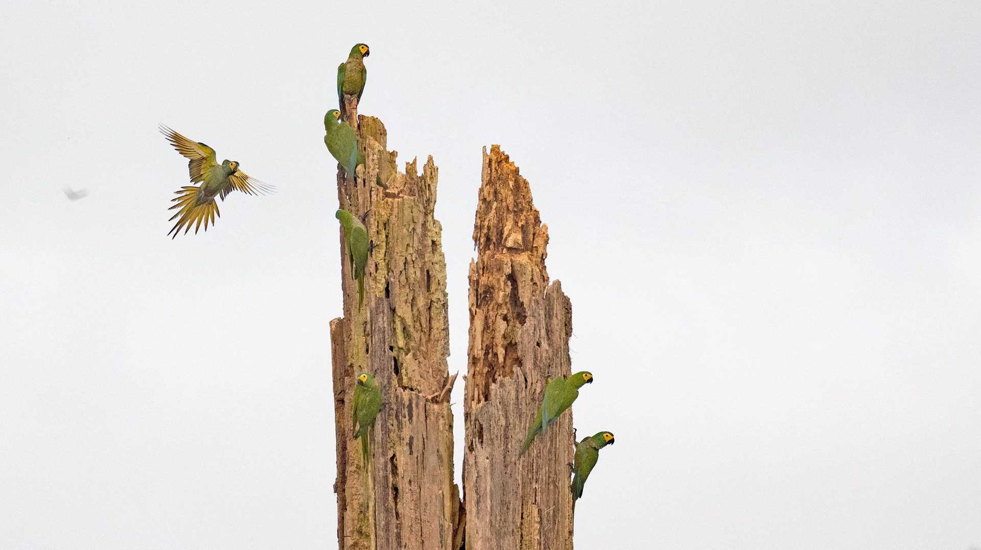 red-bellied macaws