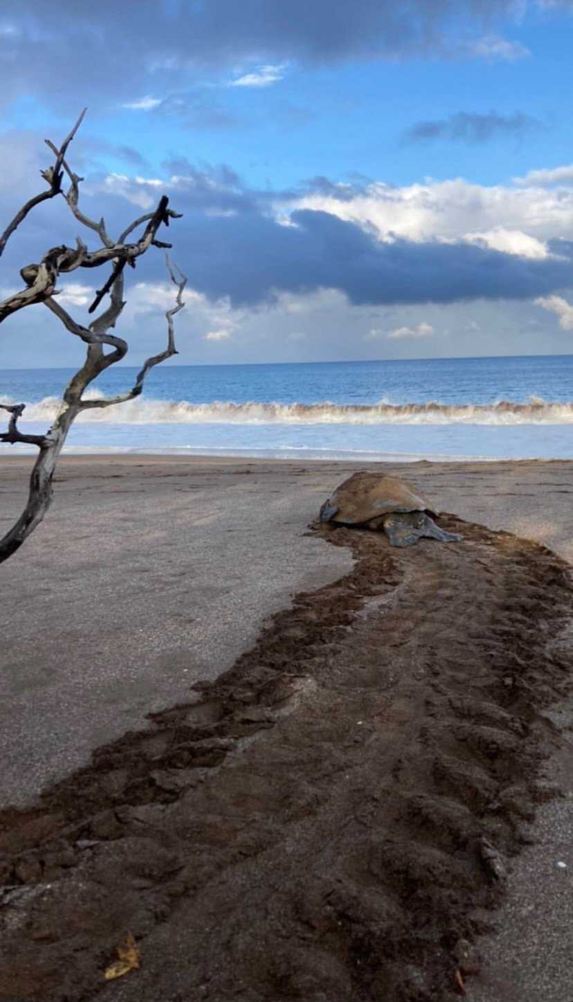 sea turtle tracks