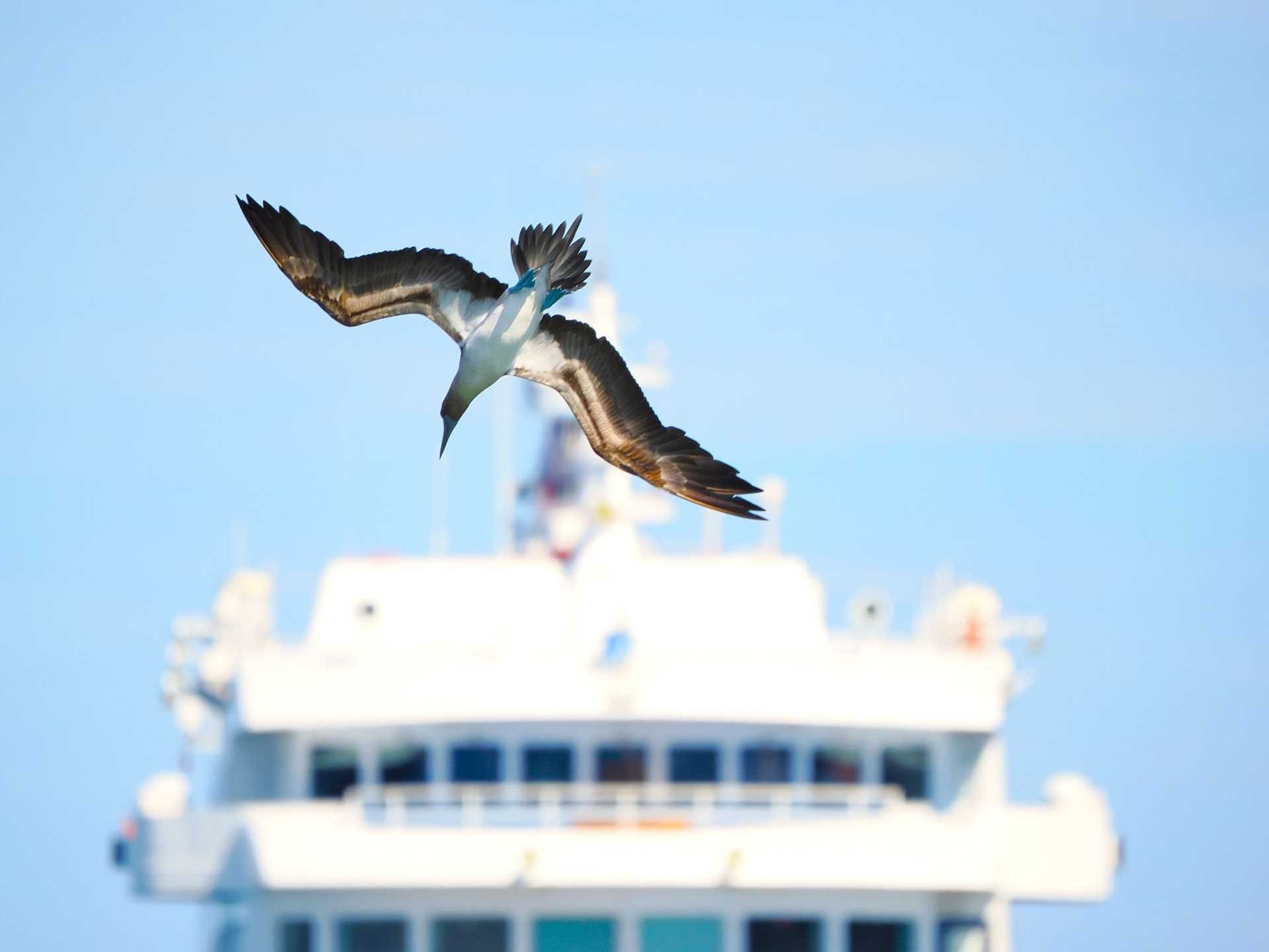 blue-footed booby in flight with National Geographic Islander II in background