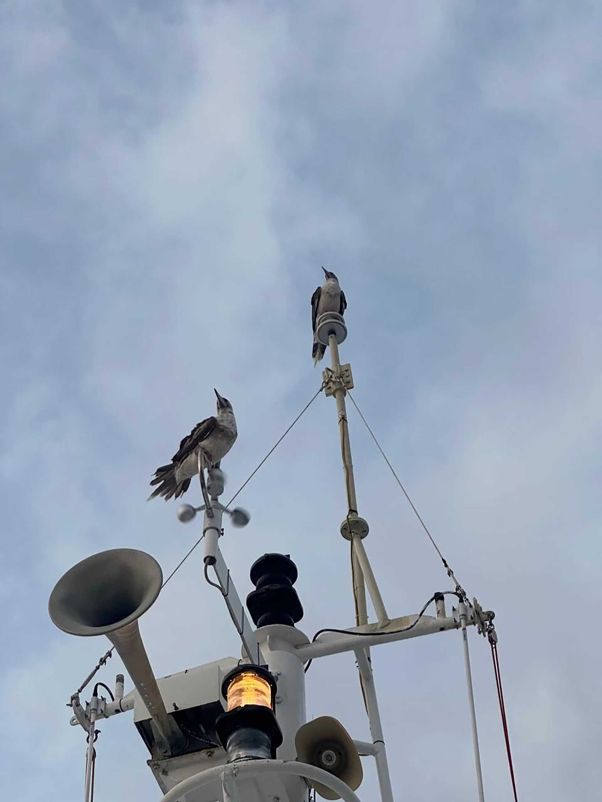 red-footed boobies perching on the mast of a ship