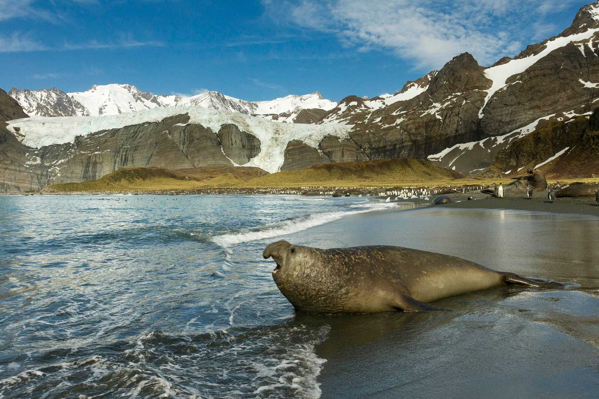 An elephant seal barks on the shore of Gold Harbor, South Georgia.