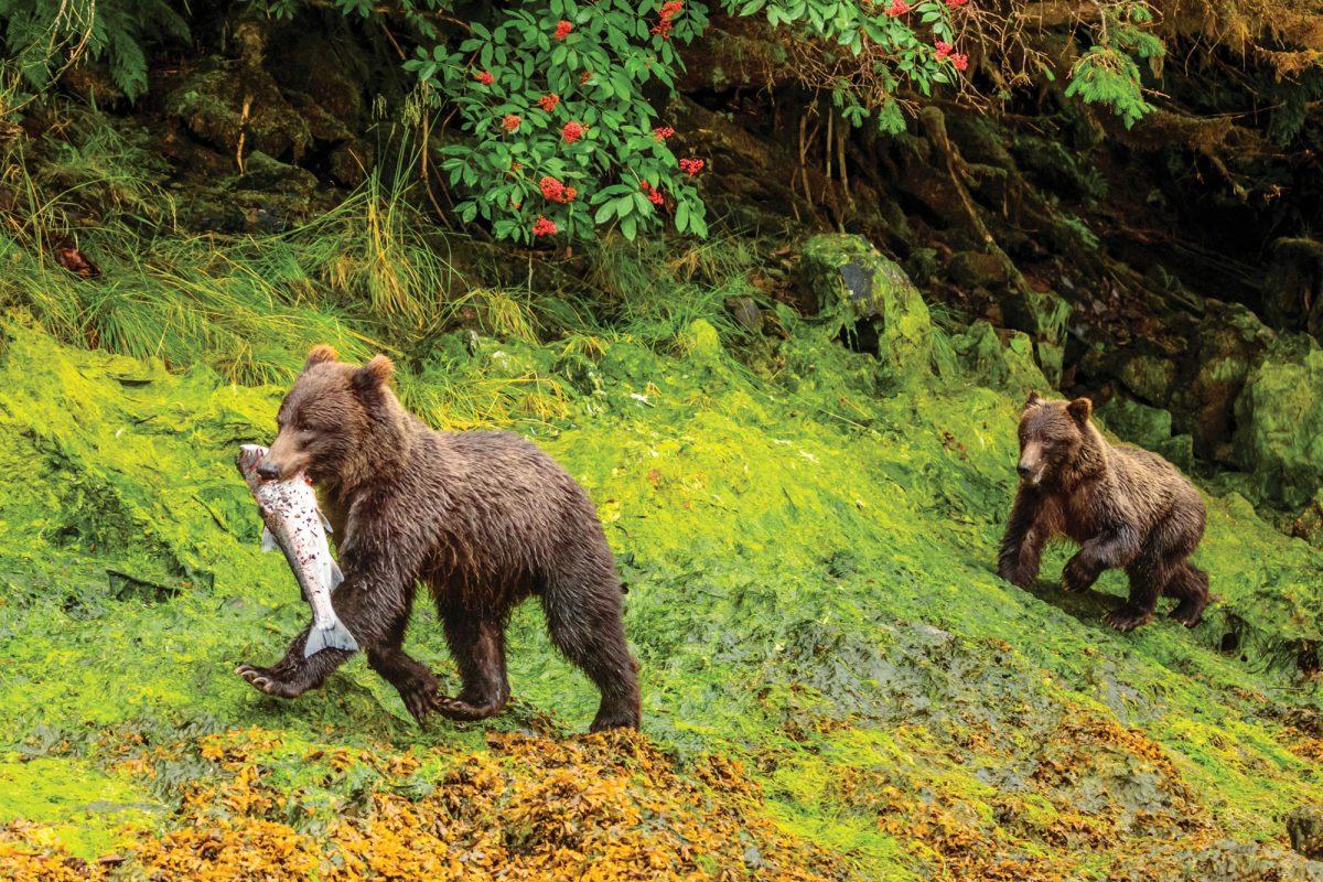 Southeast alaska bears