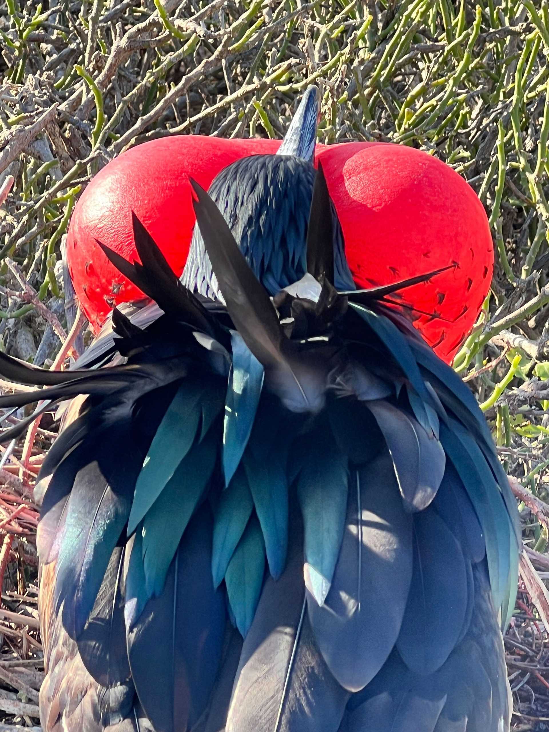 great frigatebird