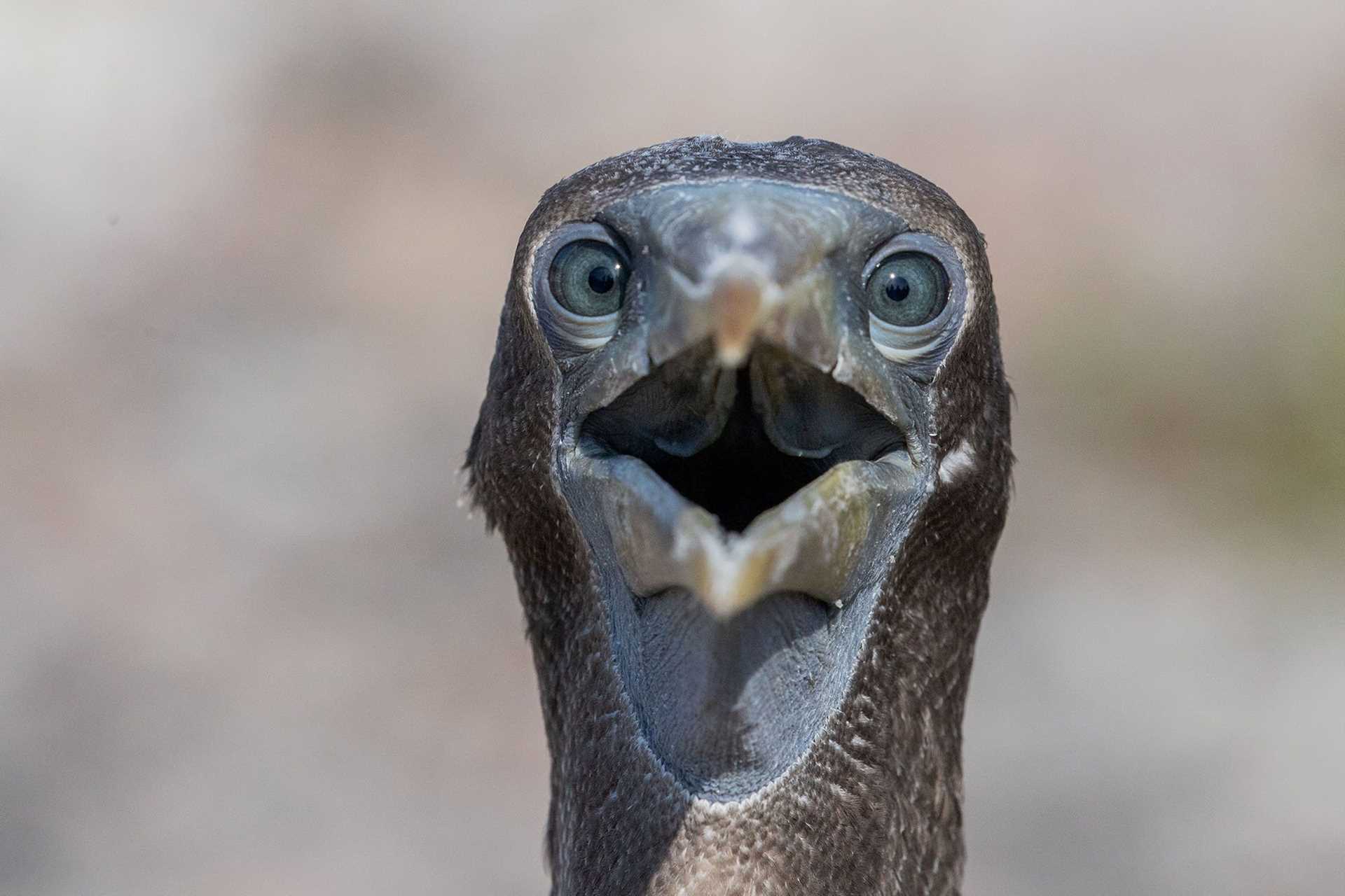 close-up of nazca booby head