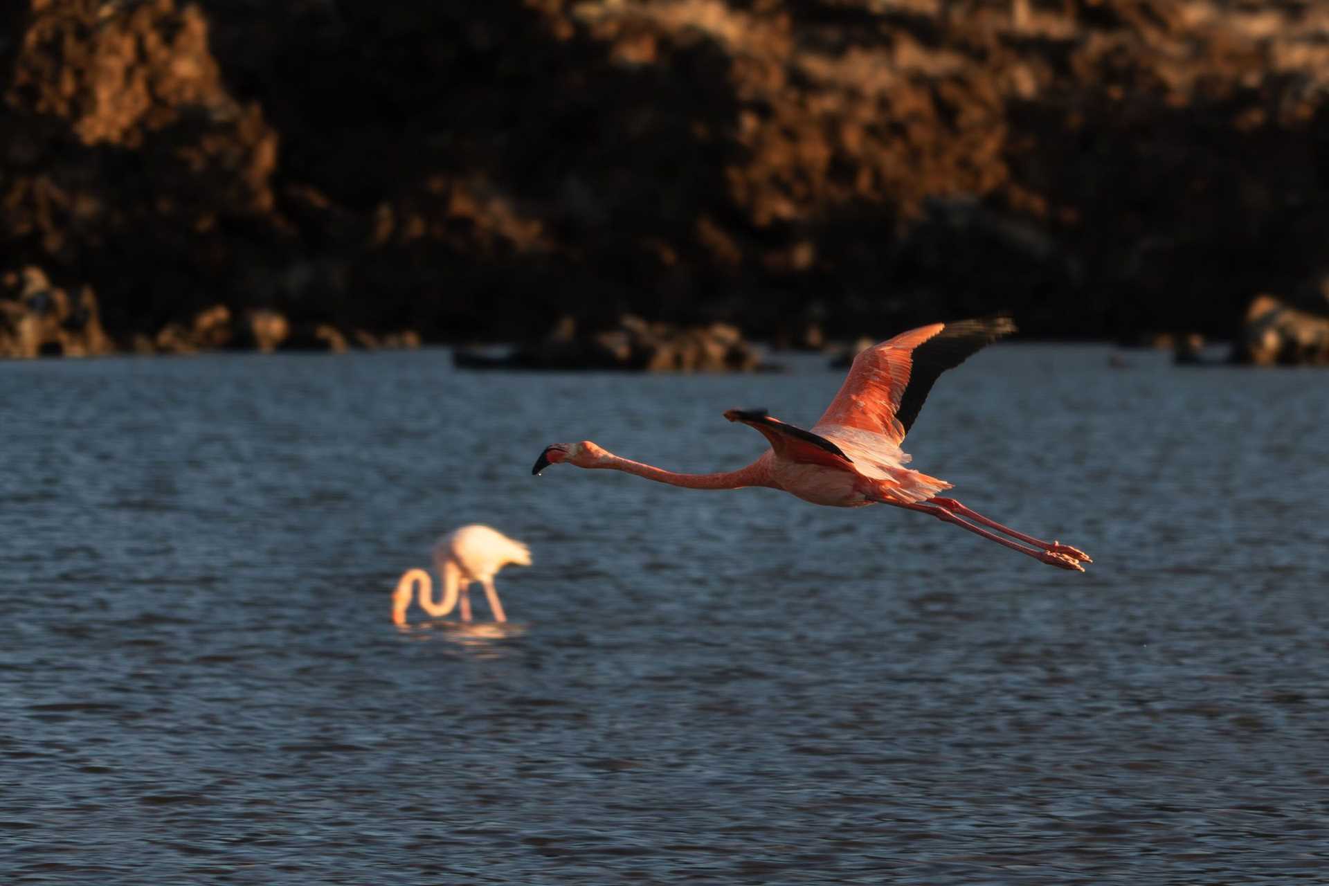 flamingo in flight