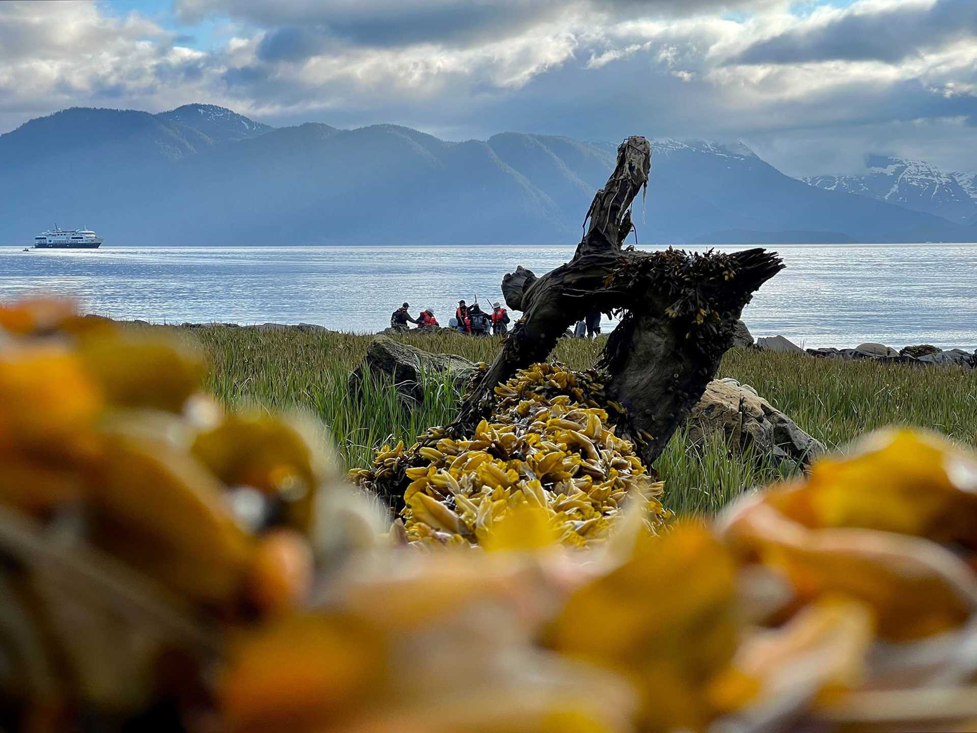 yellow kelp in foreground, guests and ship in background