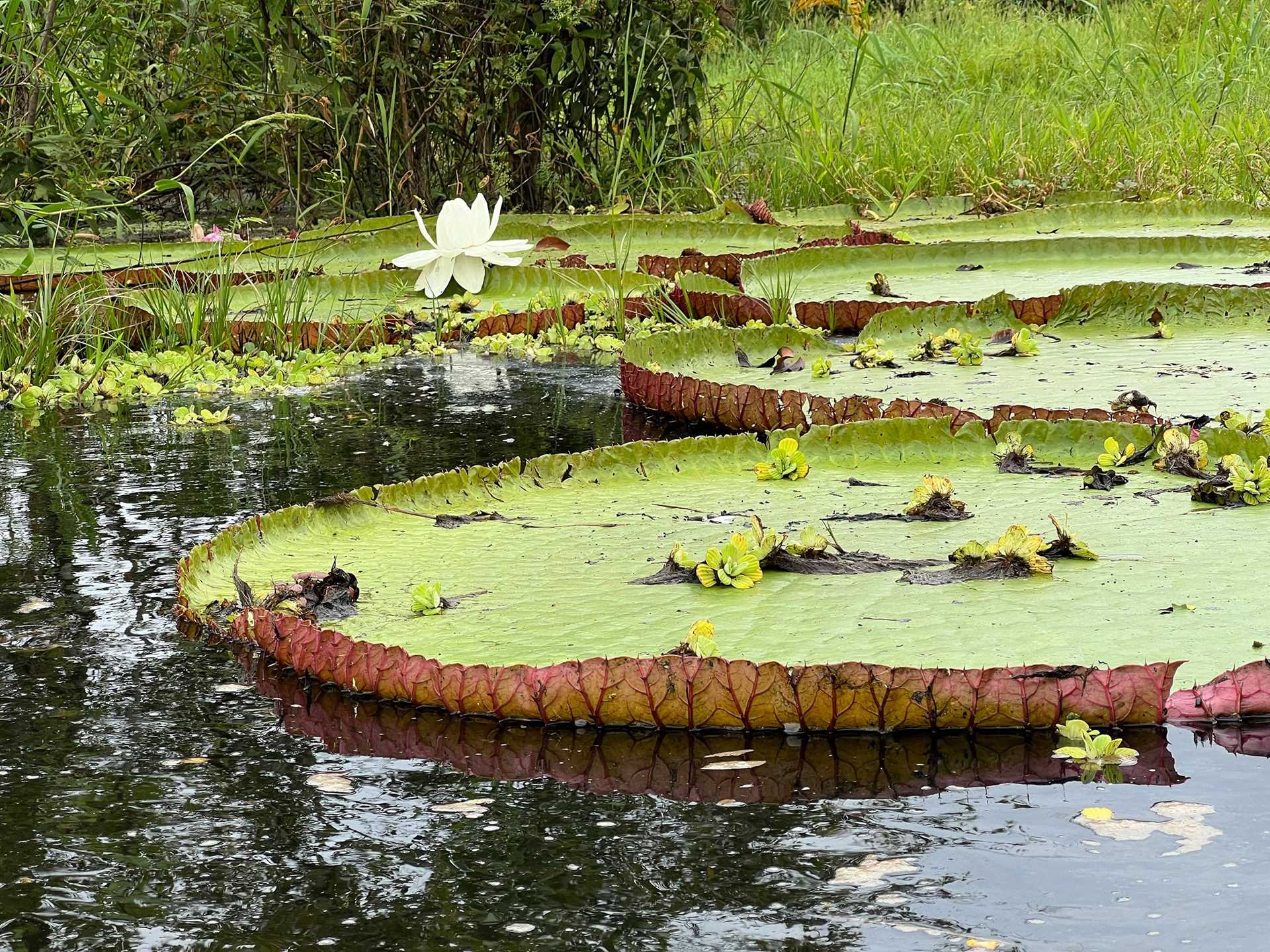 giant lilies