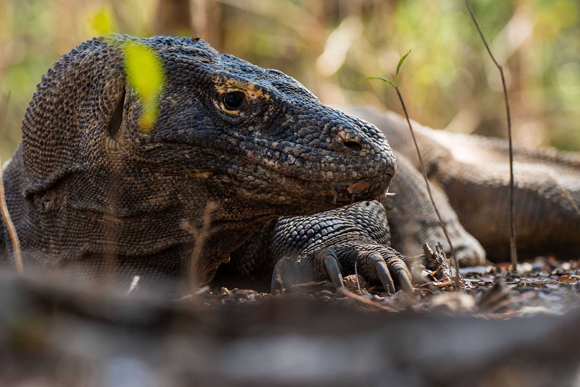 komodo dragon