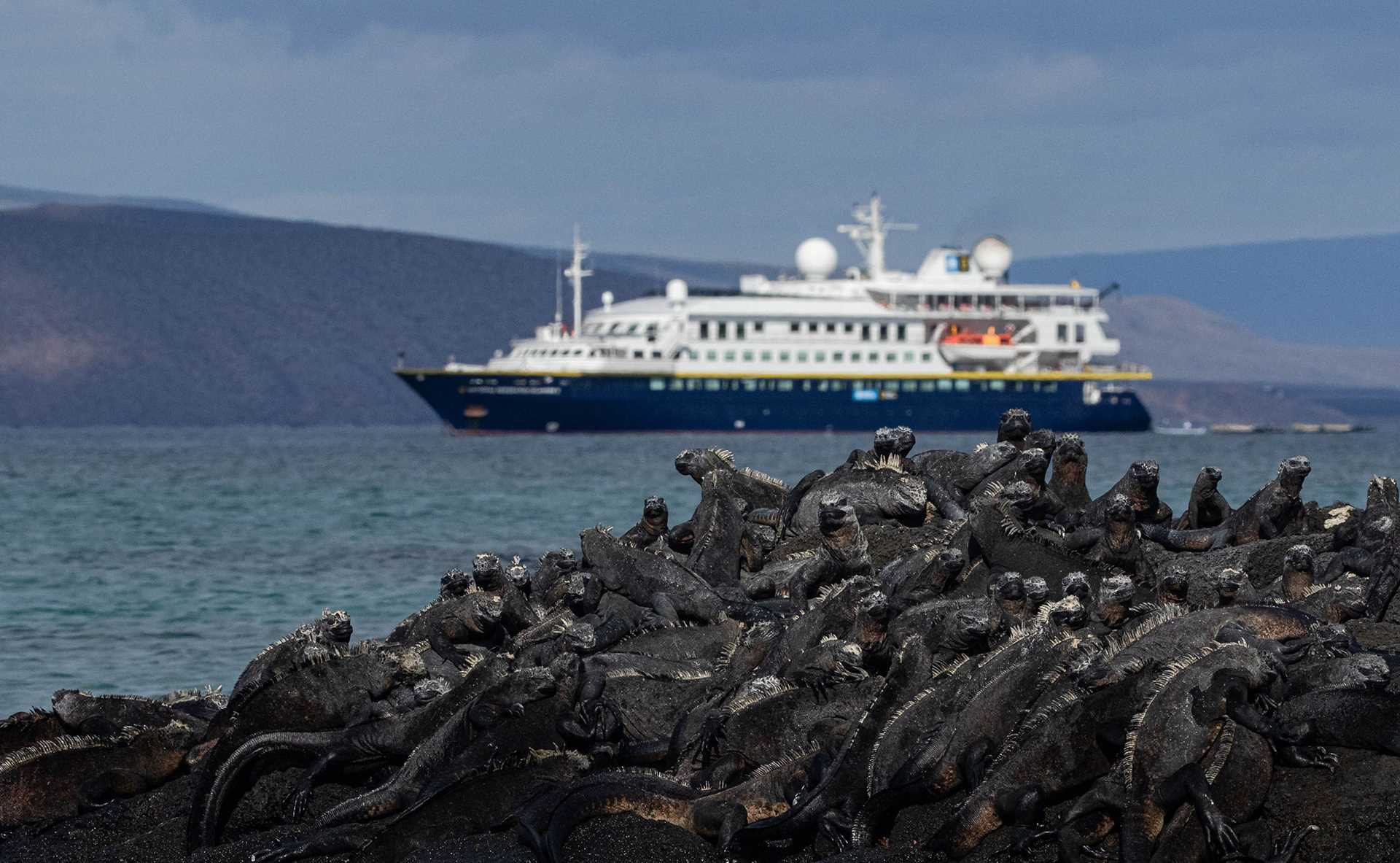 Galapagos marine iguanas and National Geographic Islander II