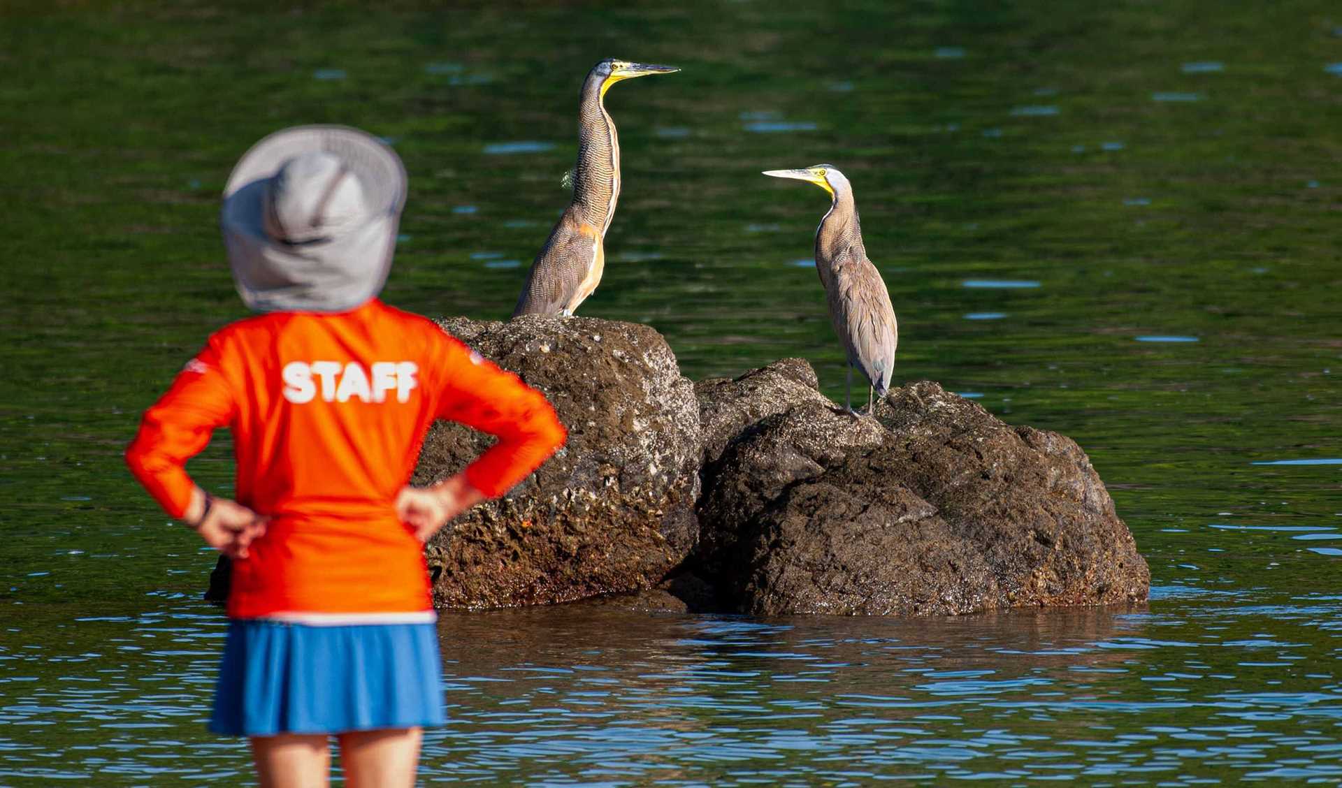 a man in an orange shirt watches two herons