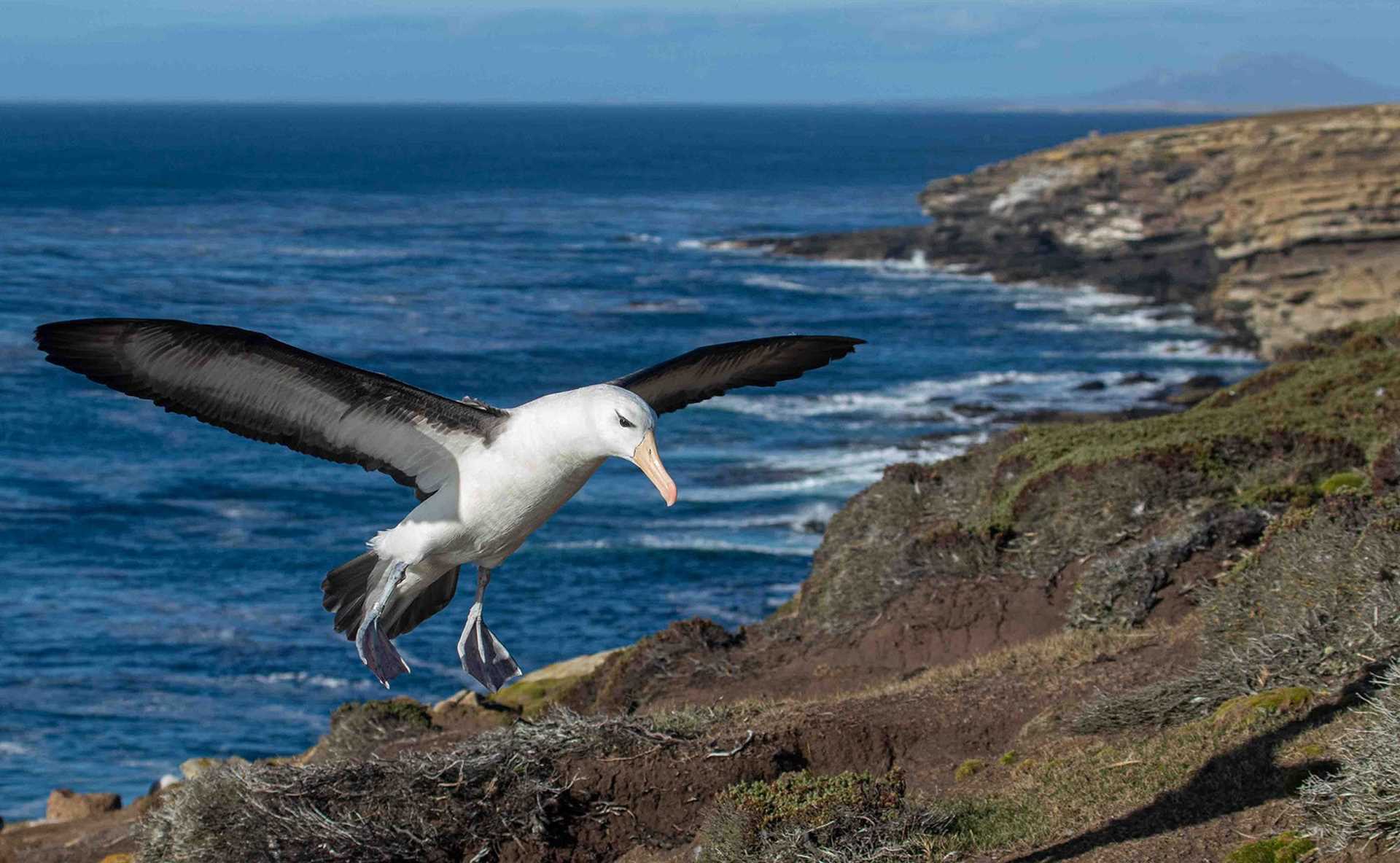 black browed albatross