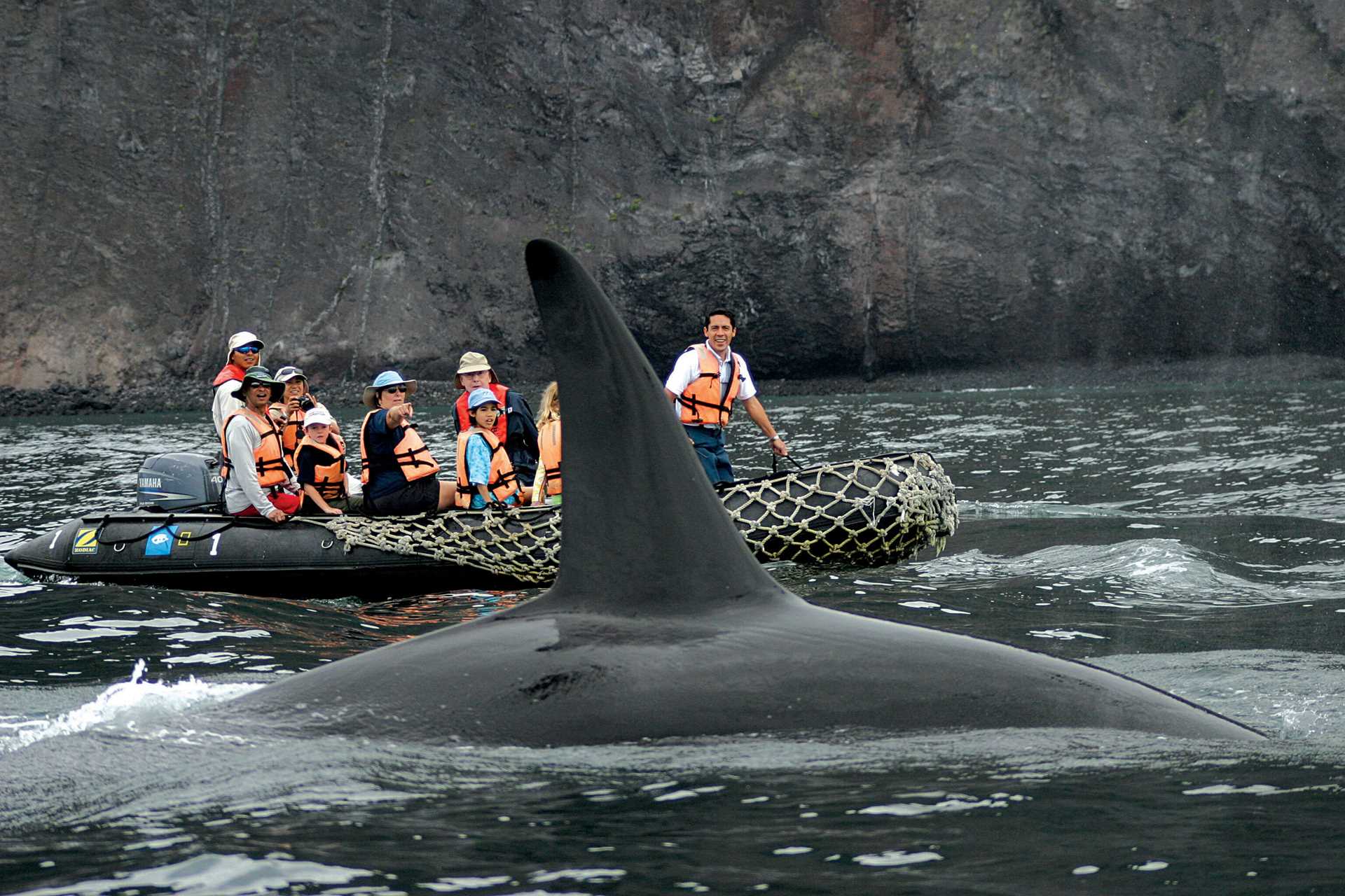 Eight guests in a Zodiac have a close encounter with a killer whale.