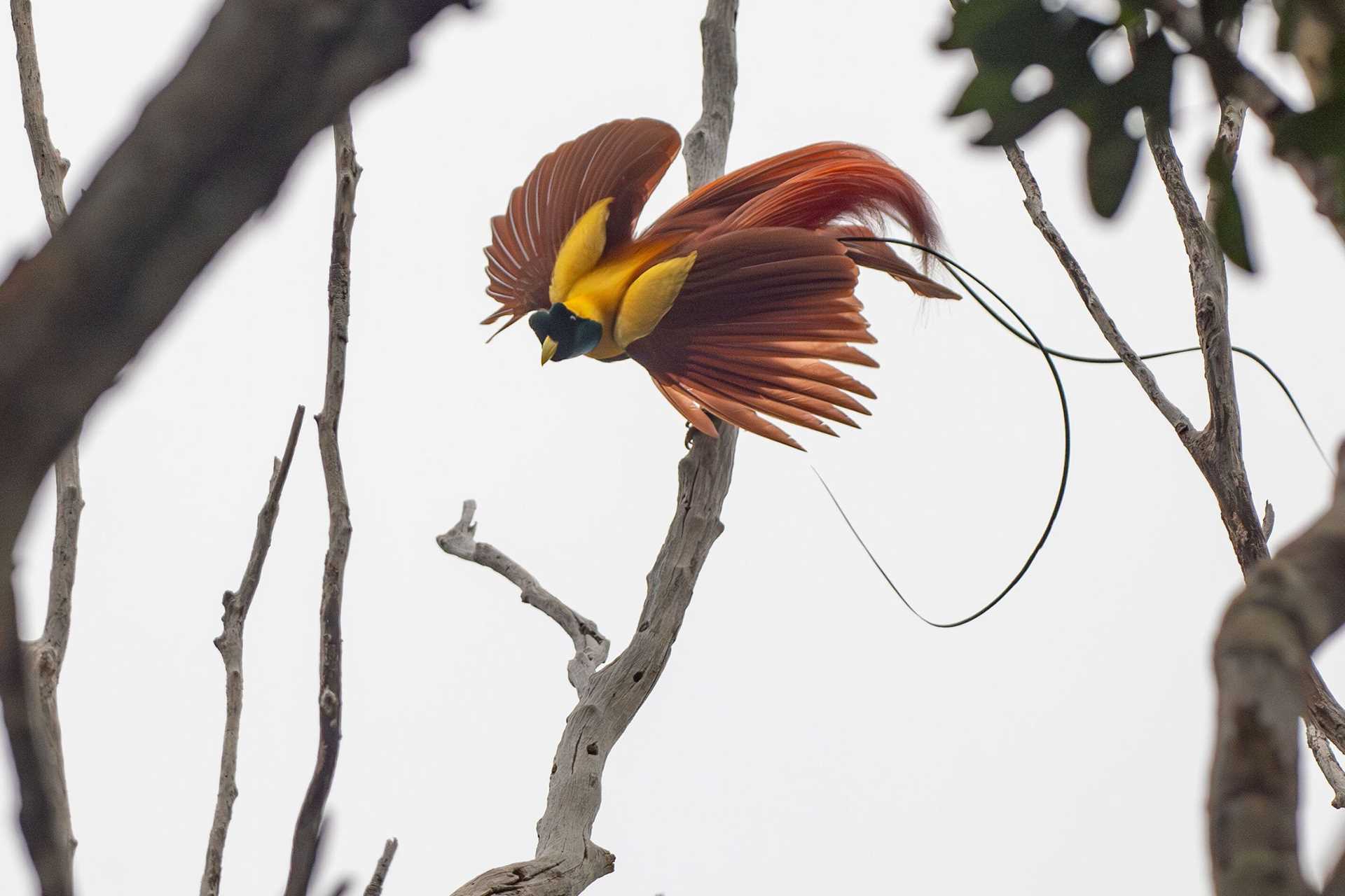 red bird of paradise