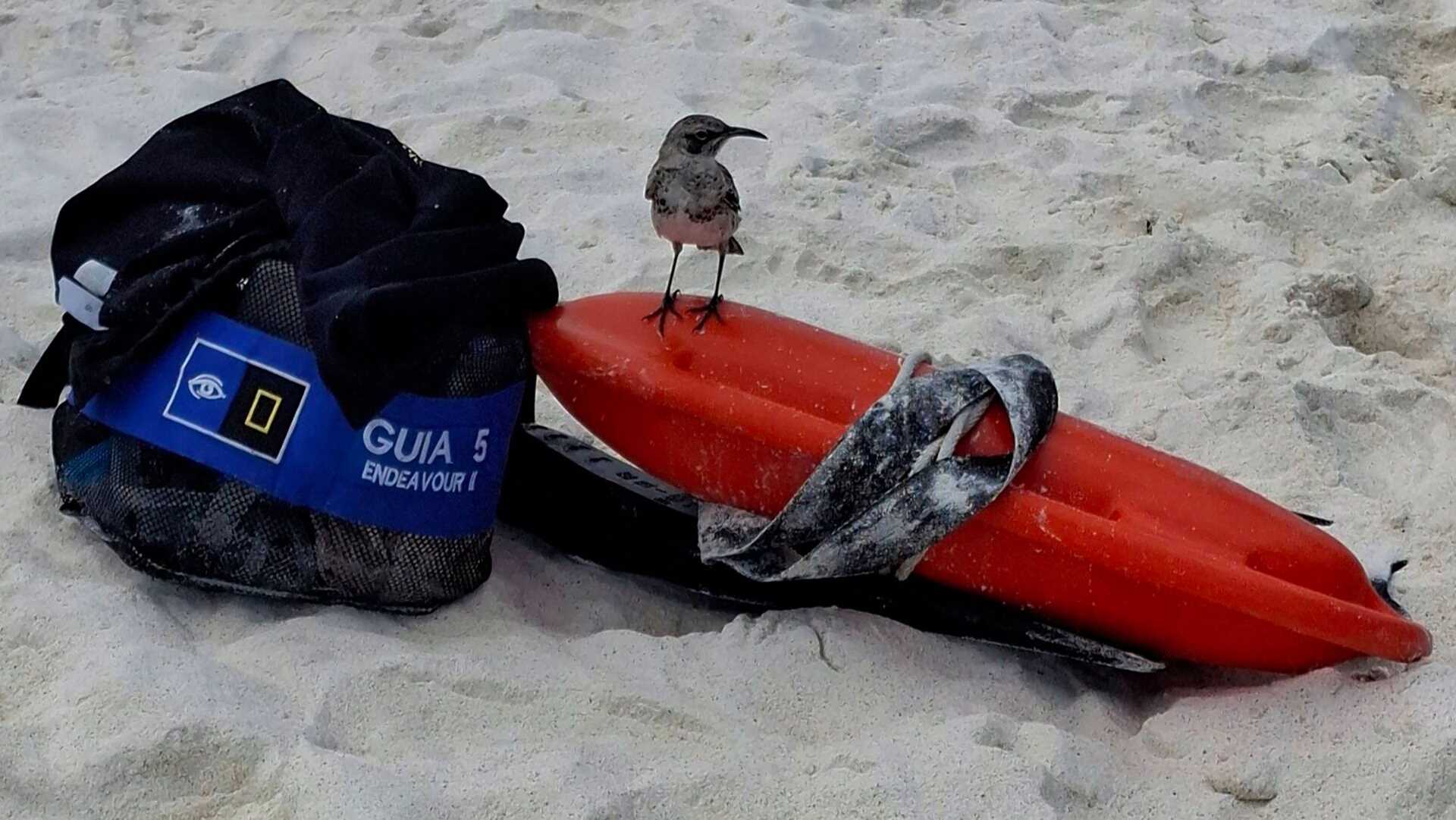 a brown bird perches on top of a bag of snorkel equipment