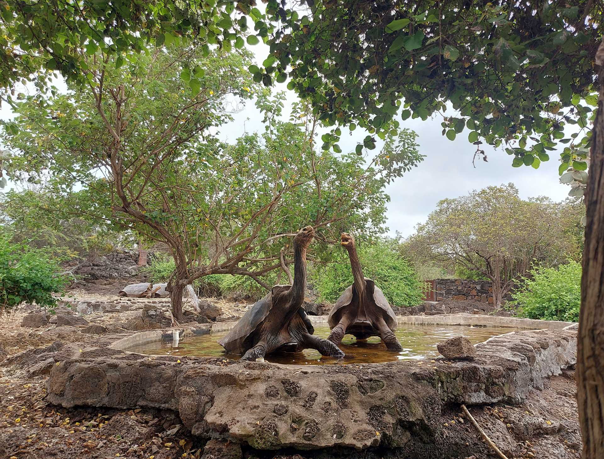 two saddleback tortoises