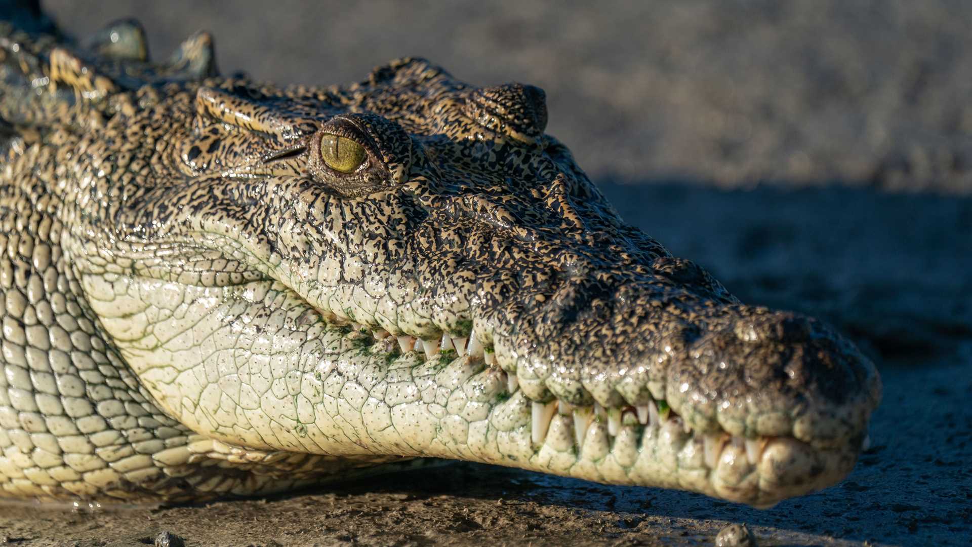 crocodile