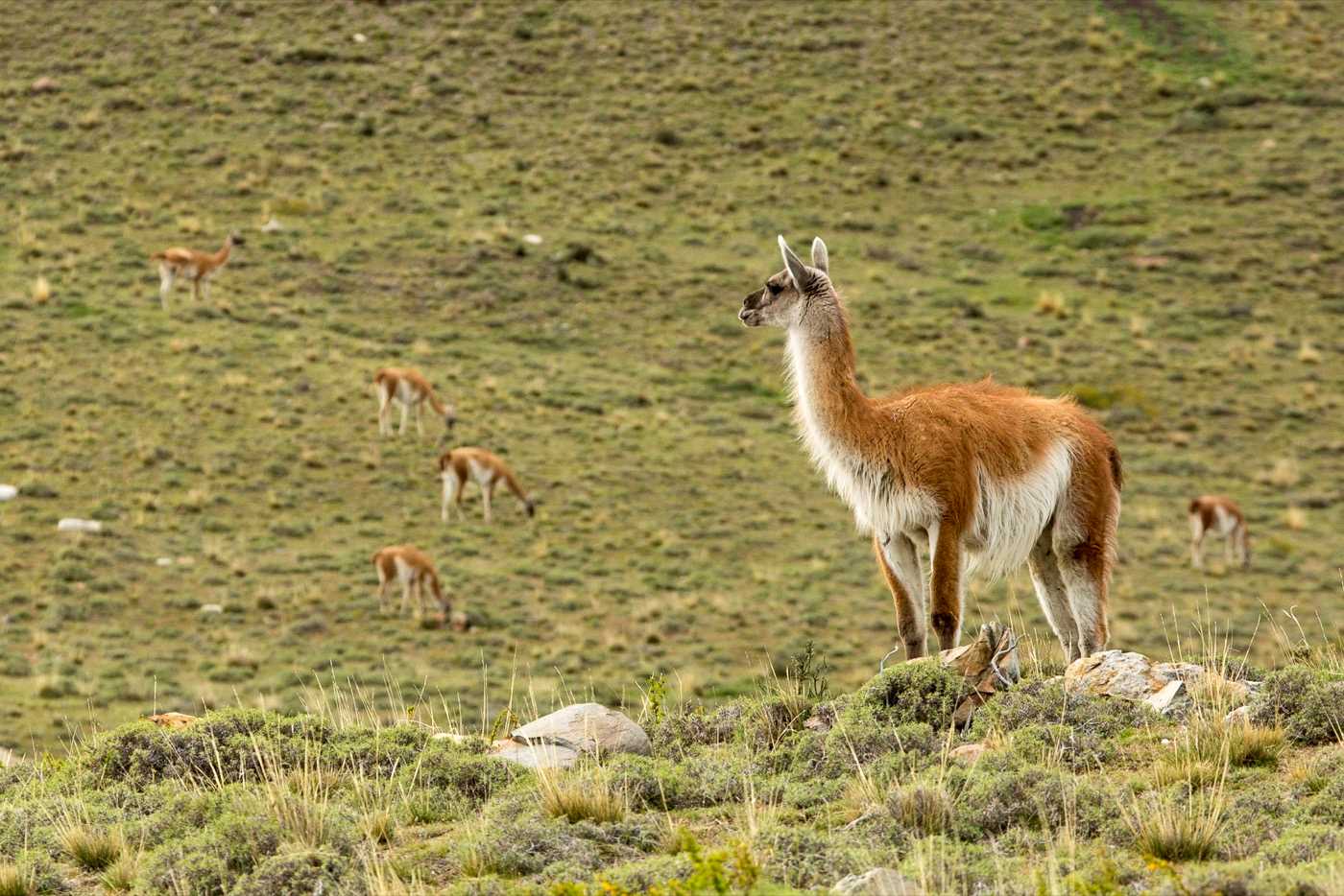 Guanaco watching over herd.jpg